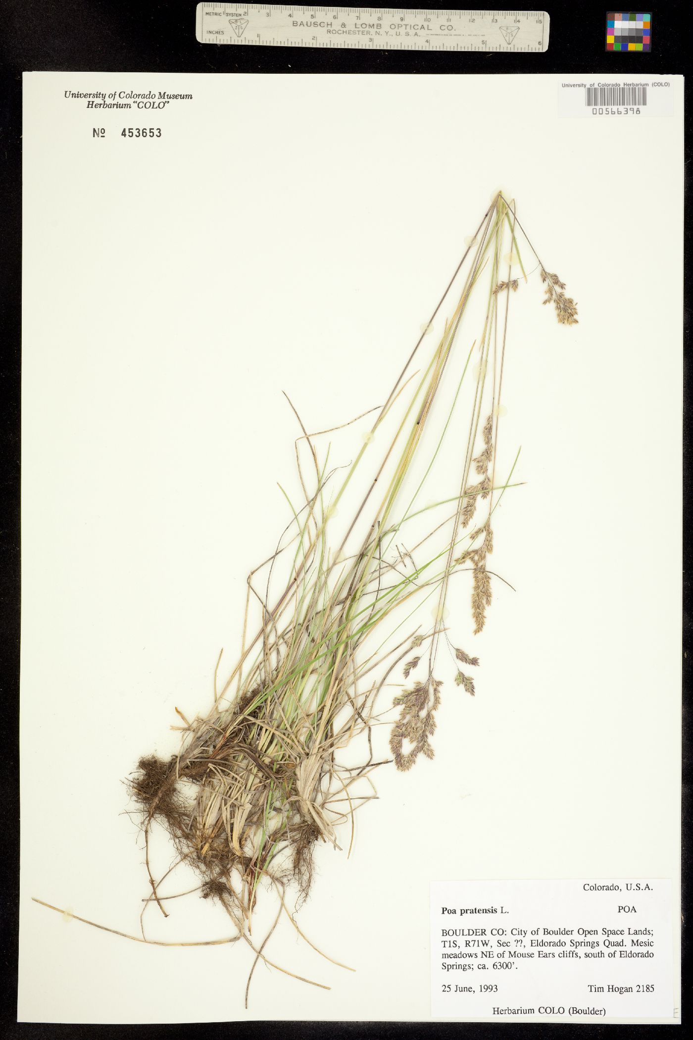 Poa pratensis image