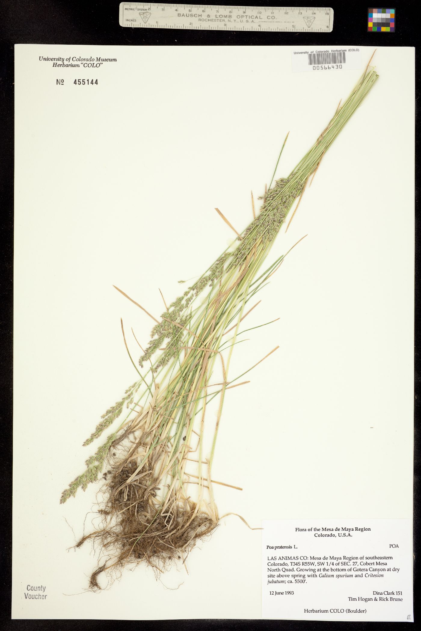 Poa pratensis image