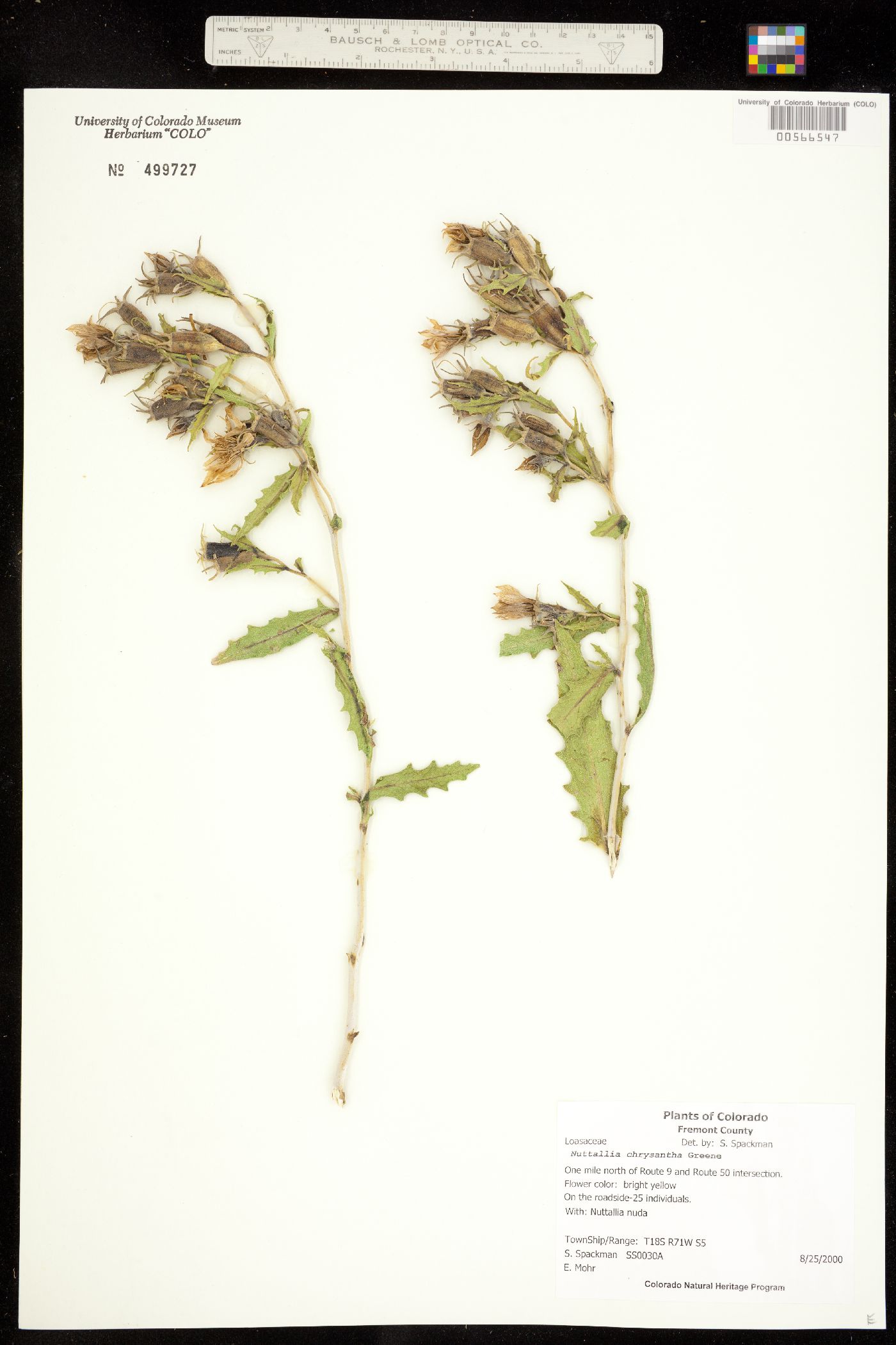 Mentzelia chrysantha image