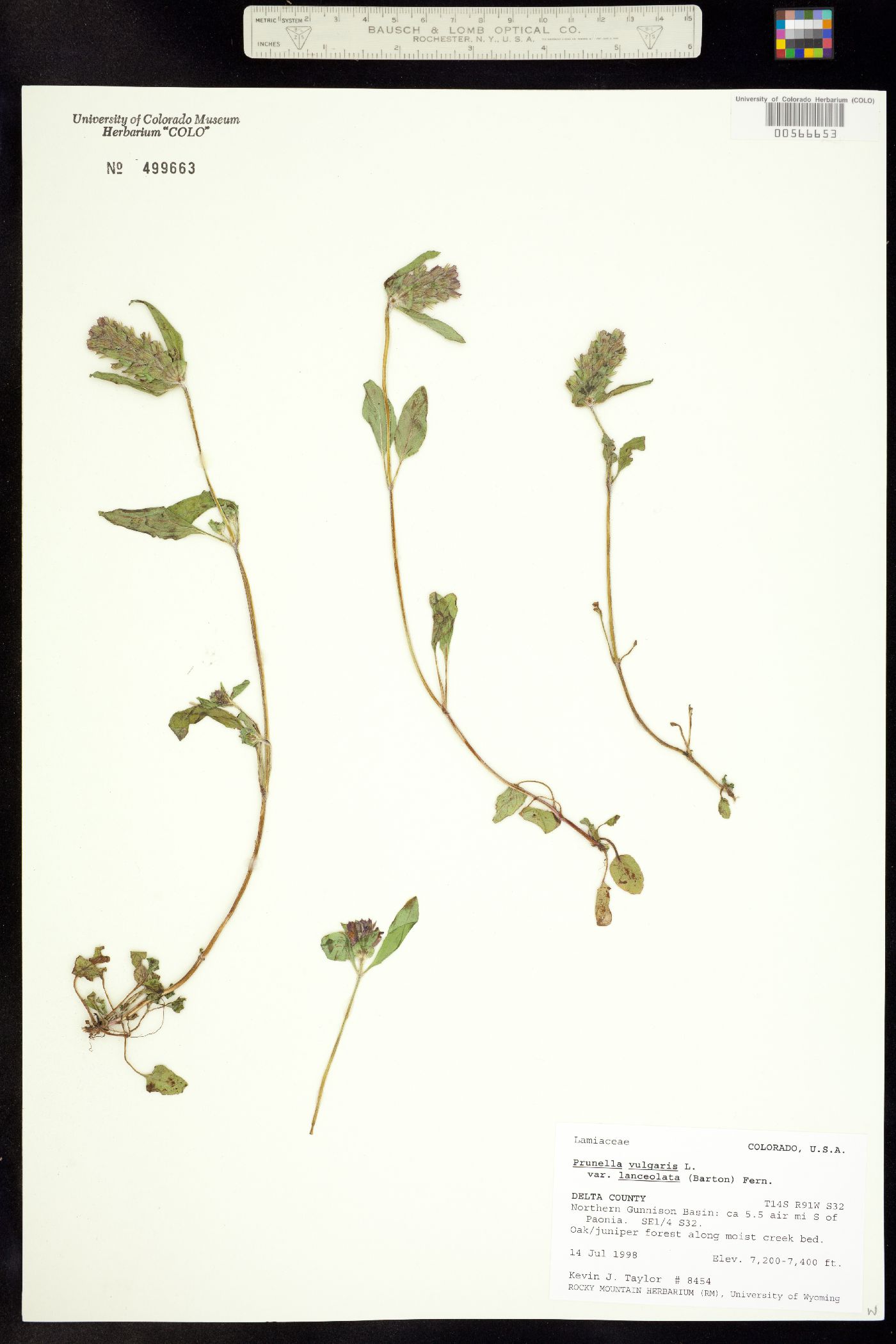 Prunella vulgaris image