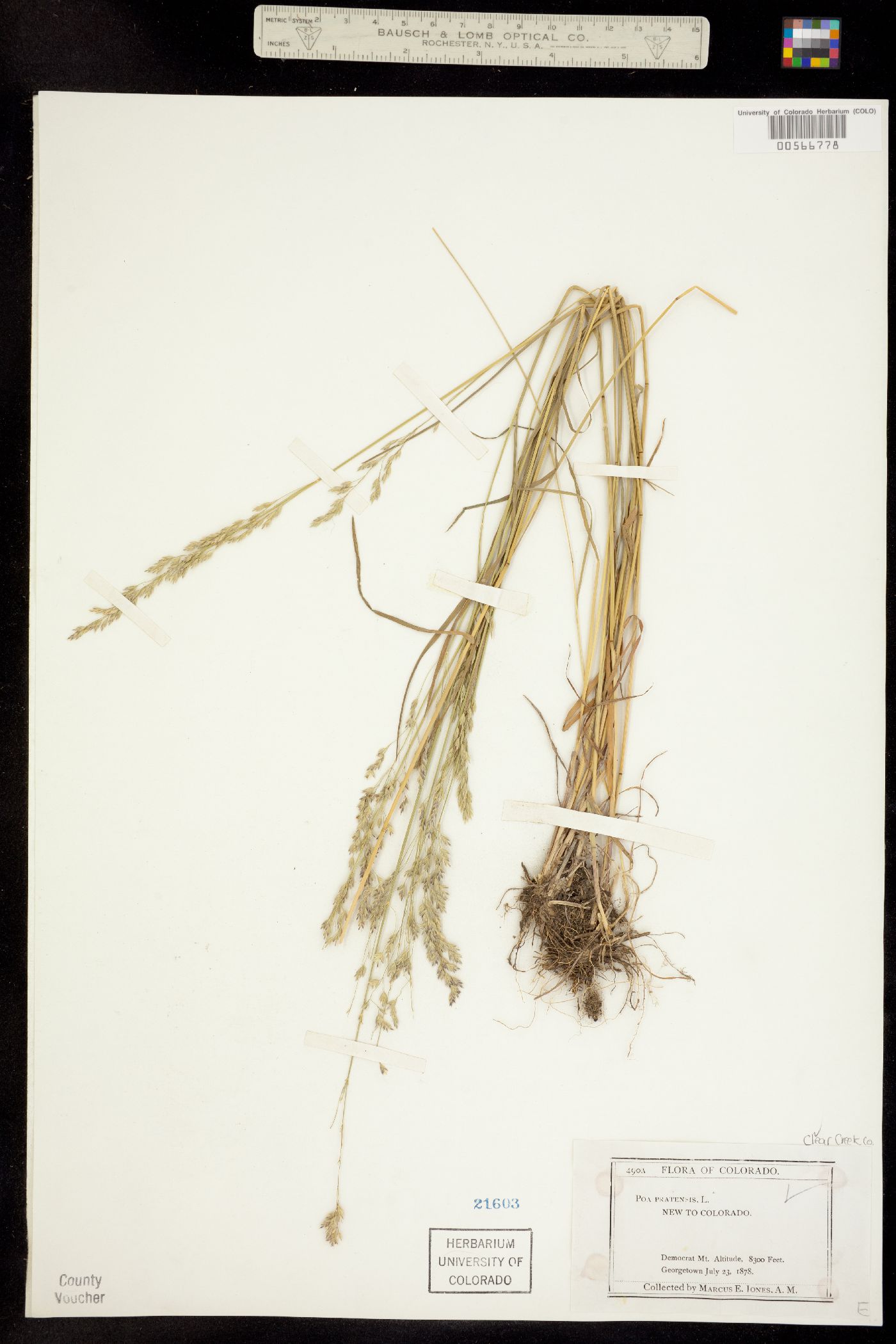 Poa image