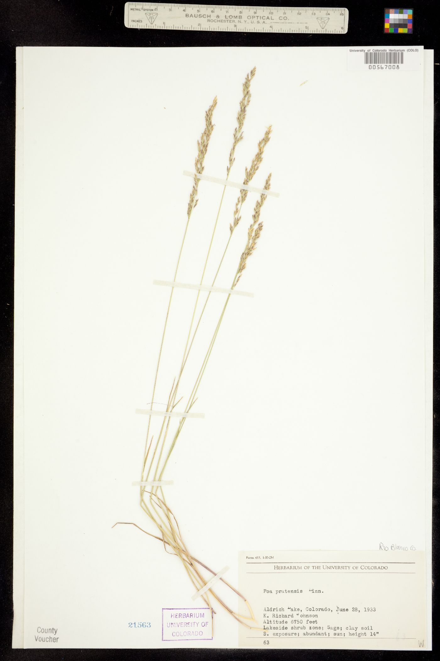 Poa pratensis image