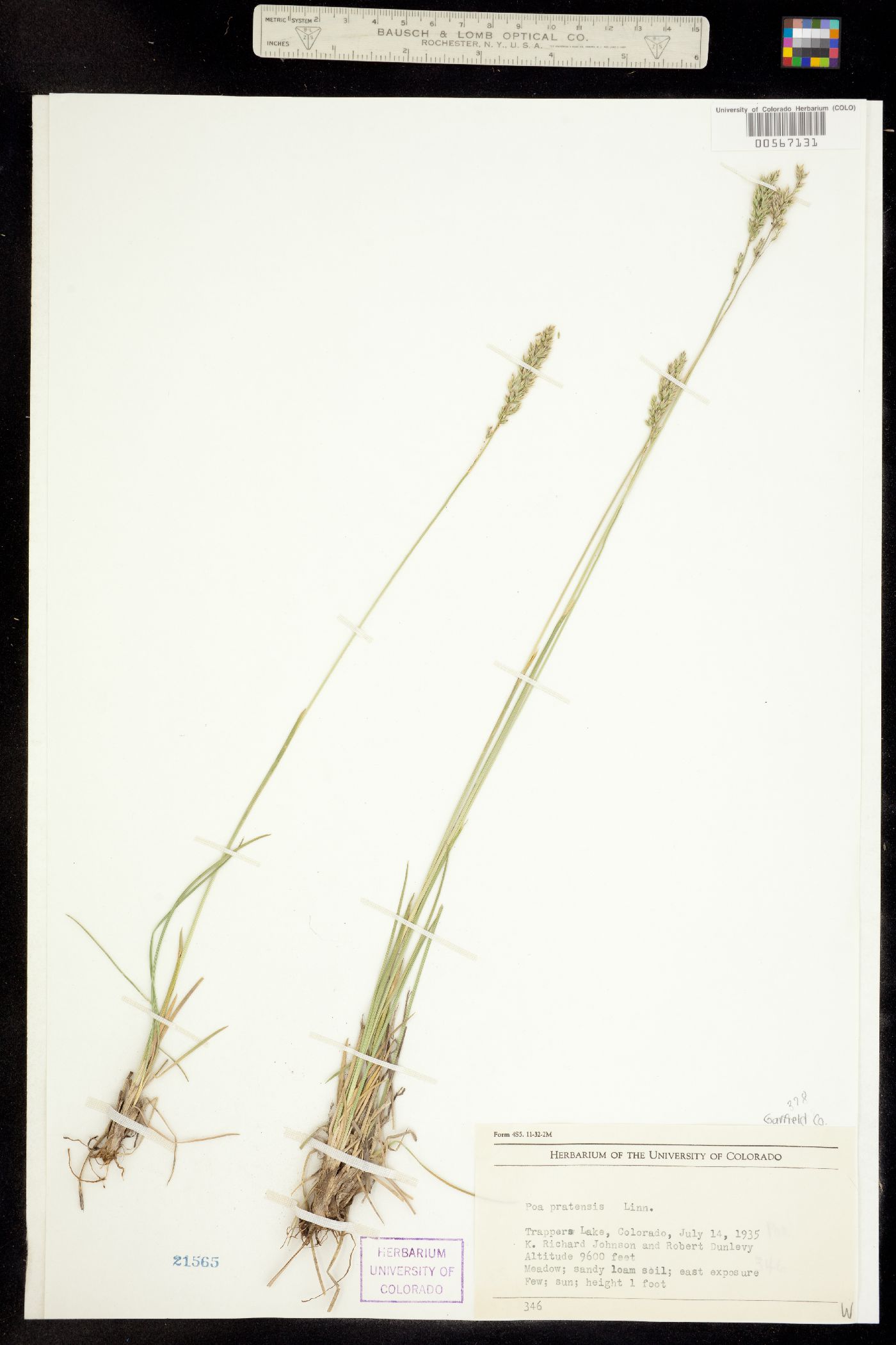 Poa pratensis image