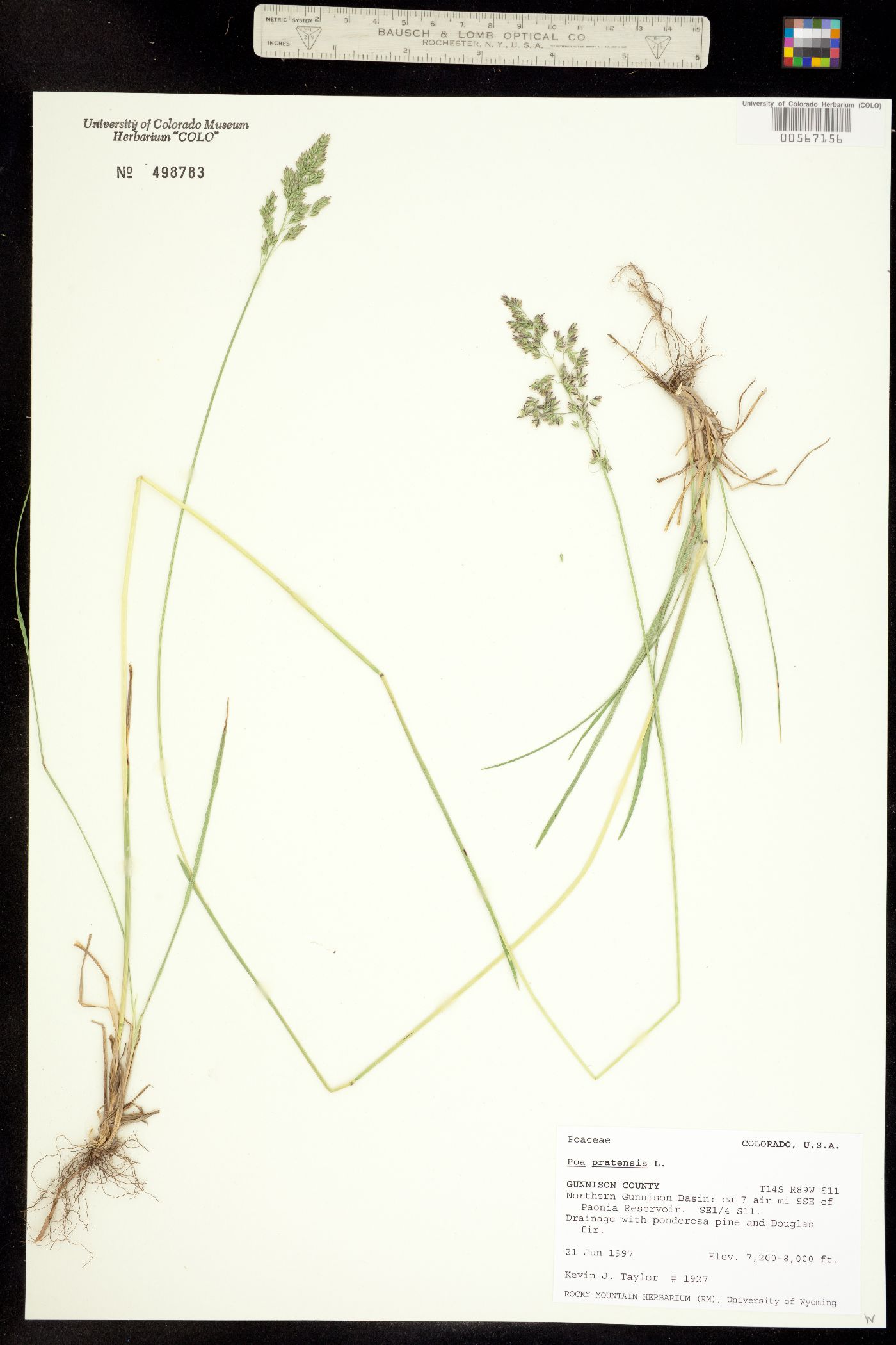Poa pratensis image