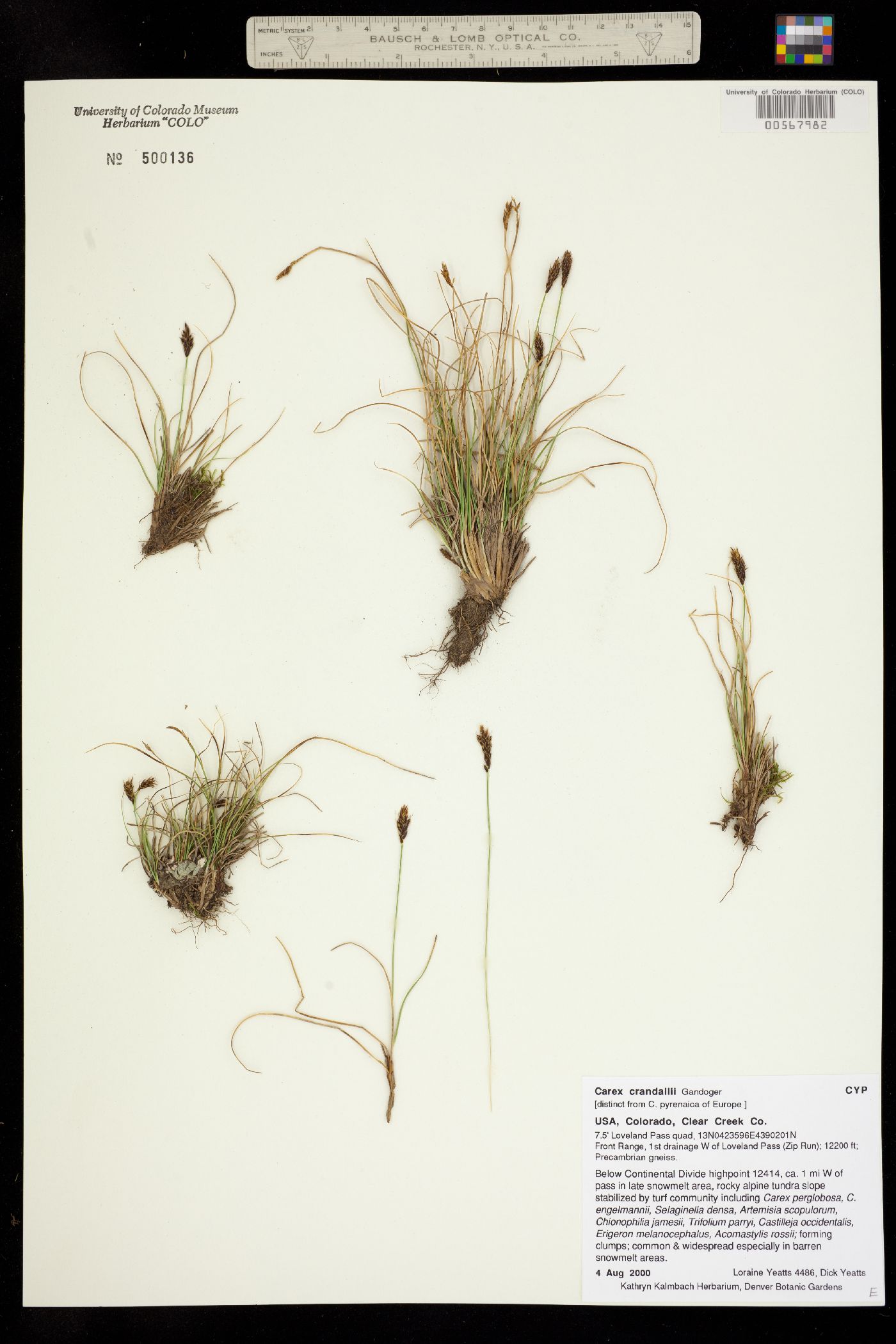 Carex crandallii image