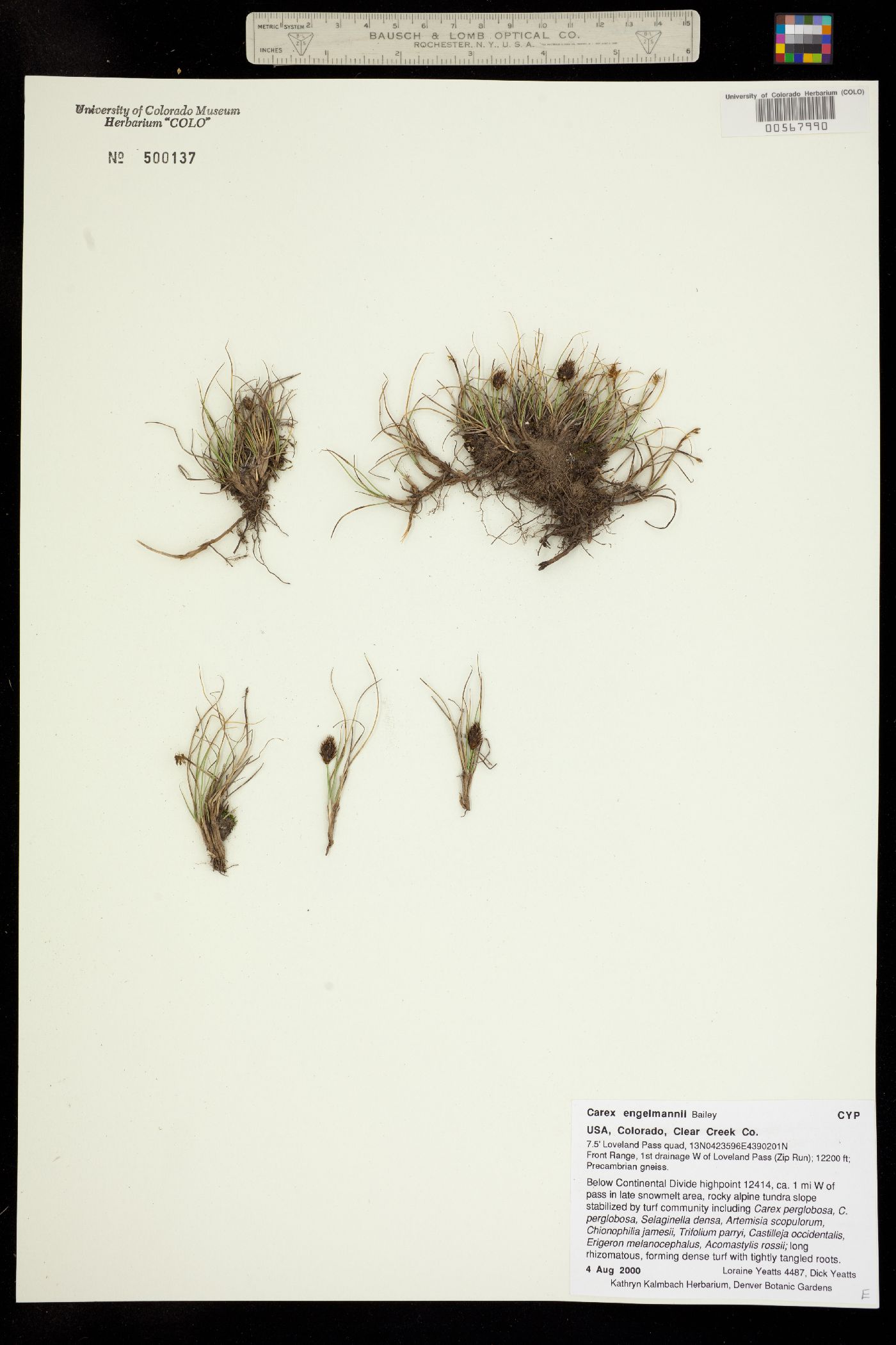 Carex engelmannii image