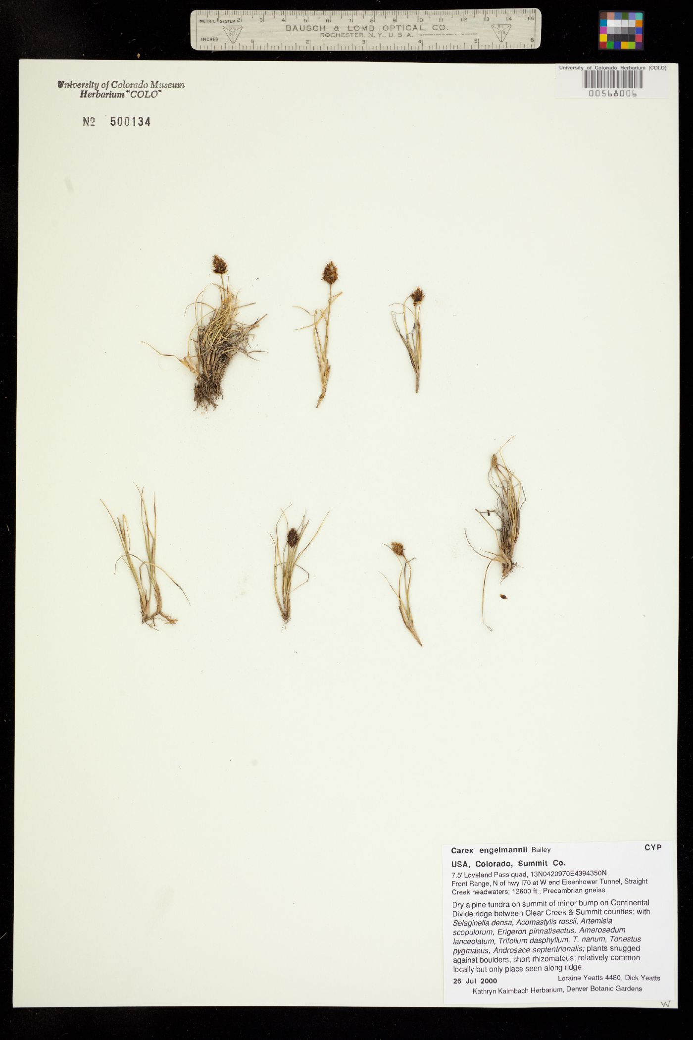 Carex engelmannii image