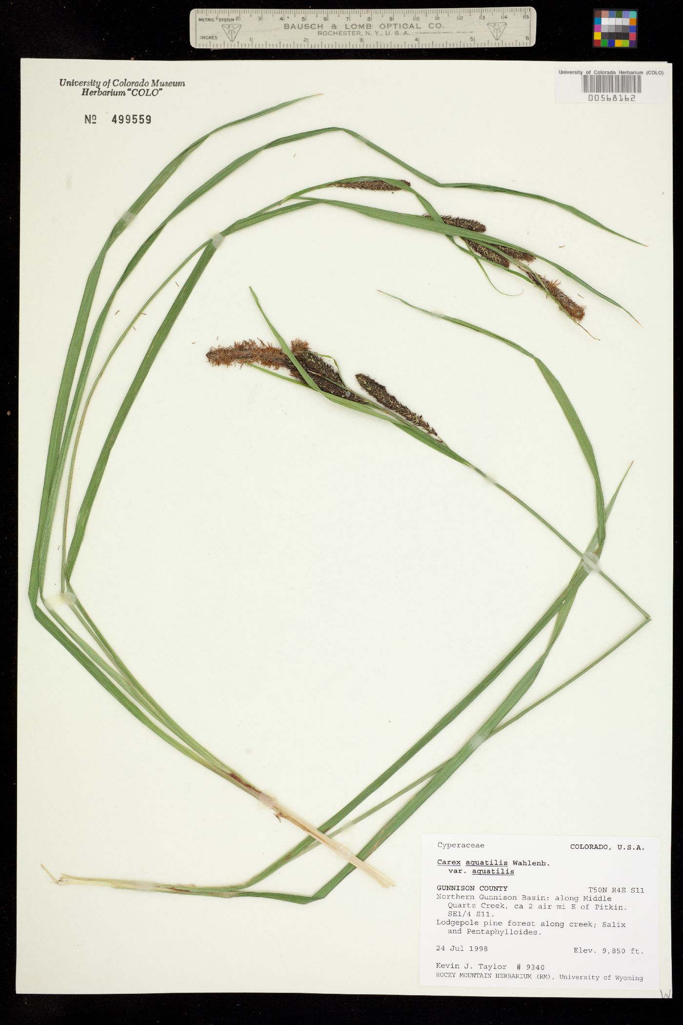 Carex aquatilis ssp. aquatilis image