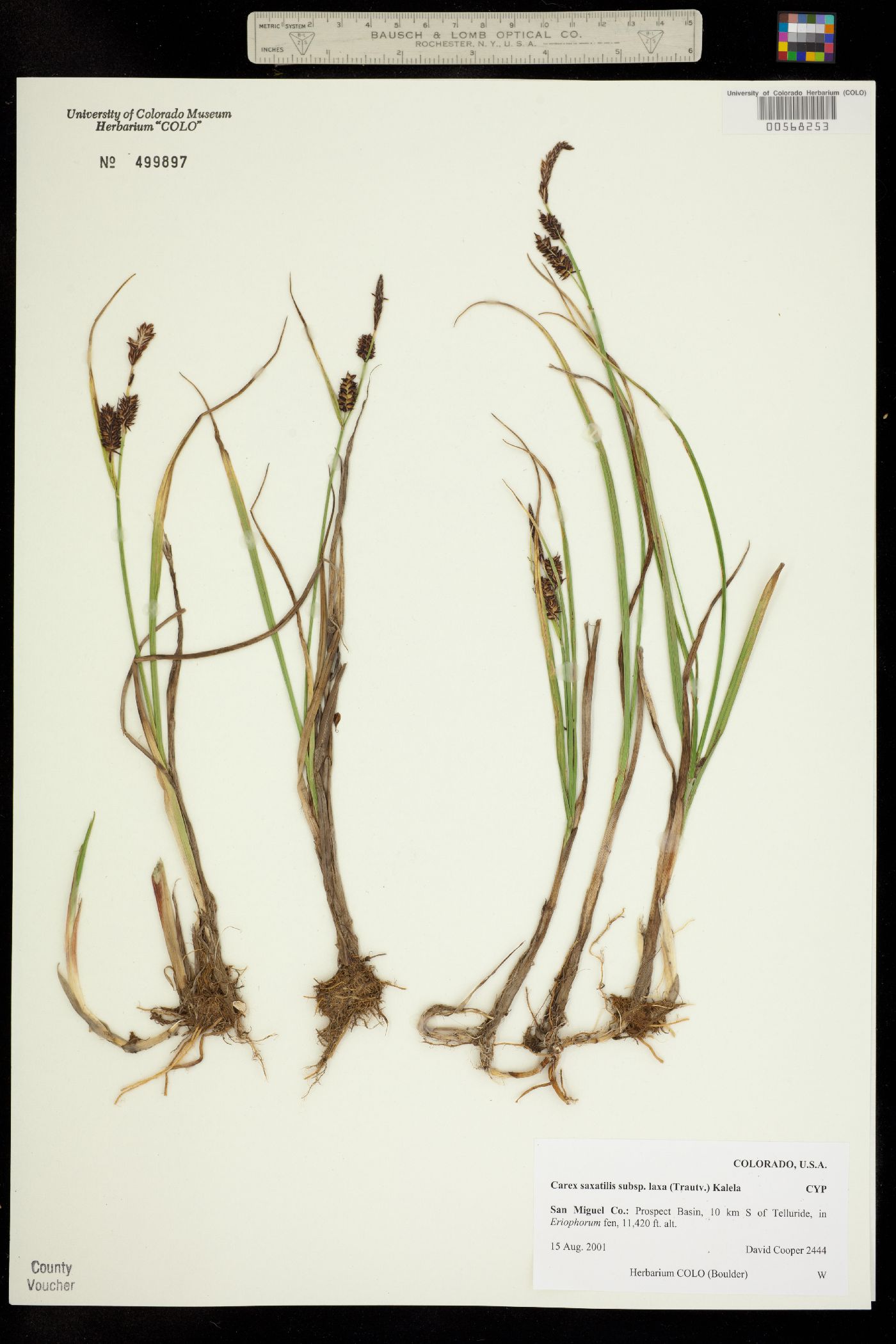 Carex saxatilis image