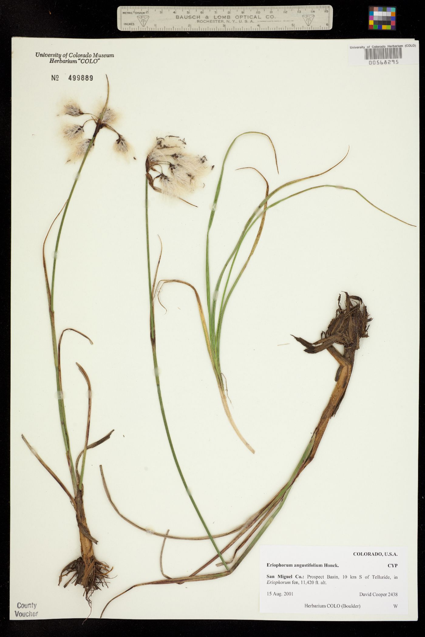 Eriophorum image