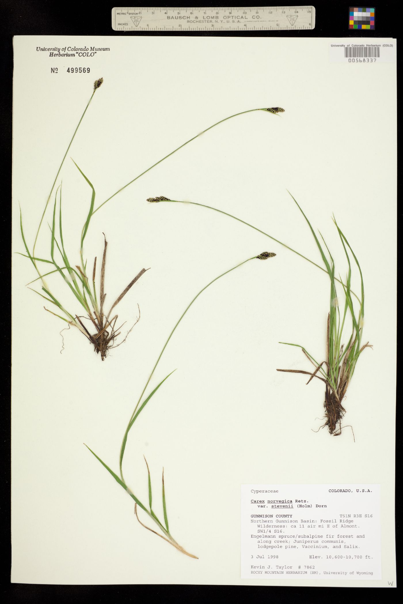 Carex norvegica image