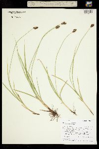 Carex microptera image