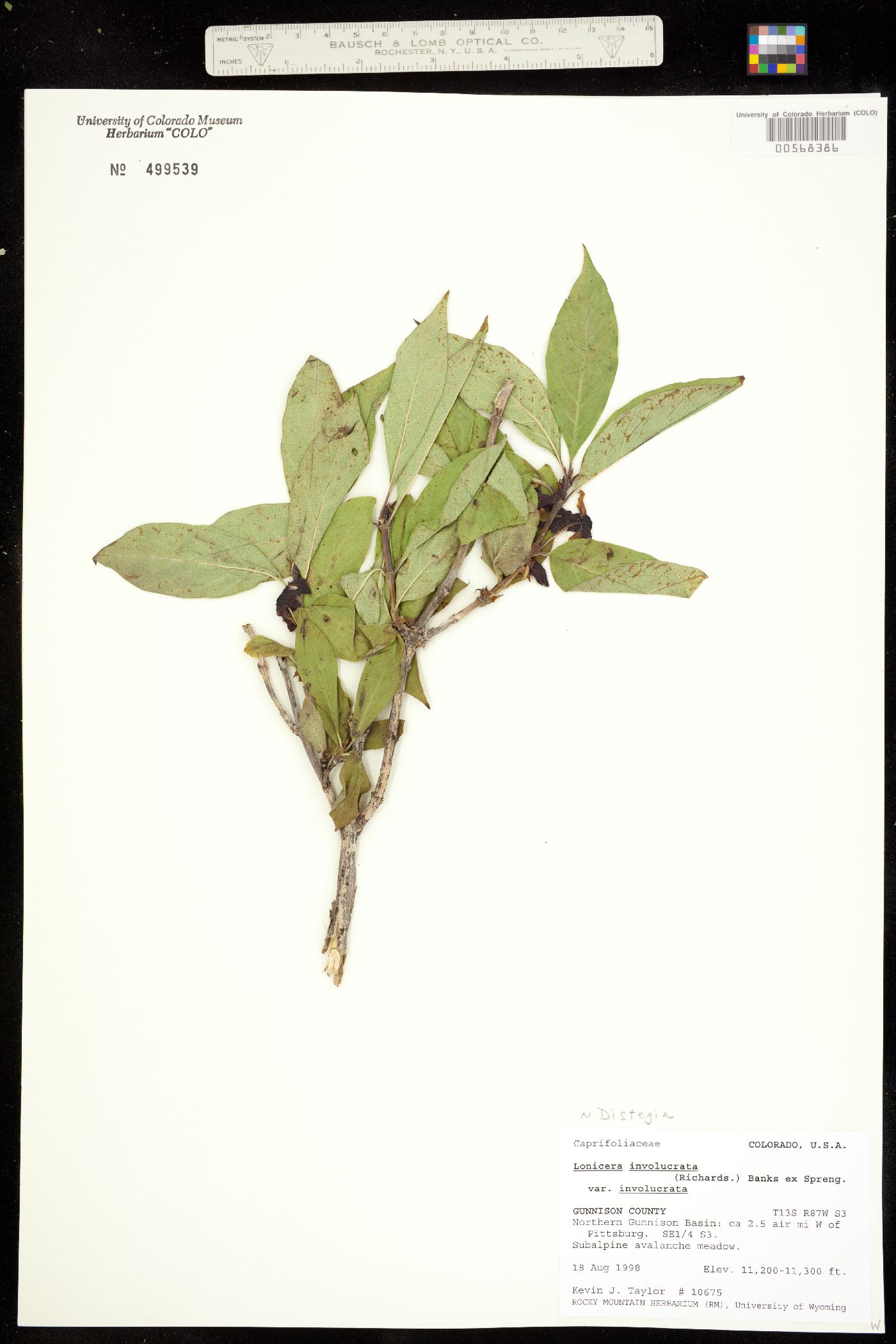 Caprifoliaceae image