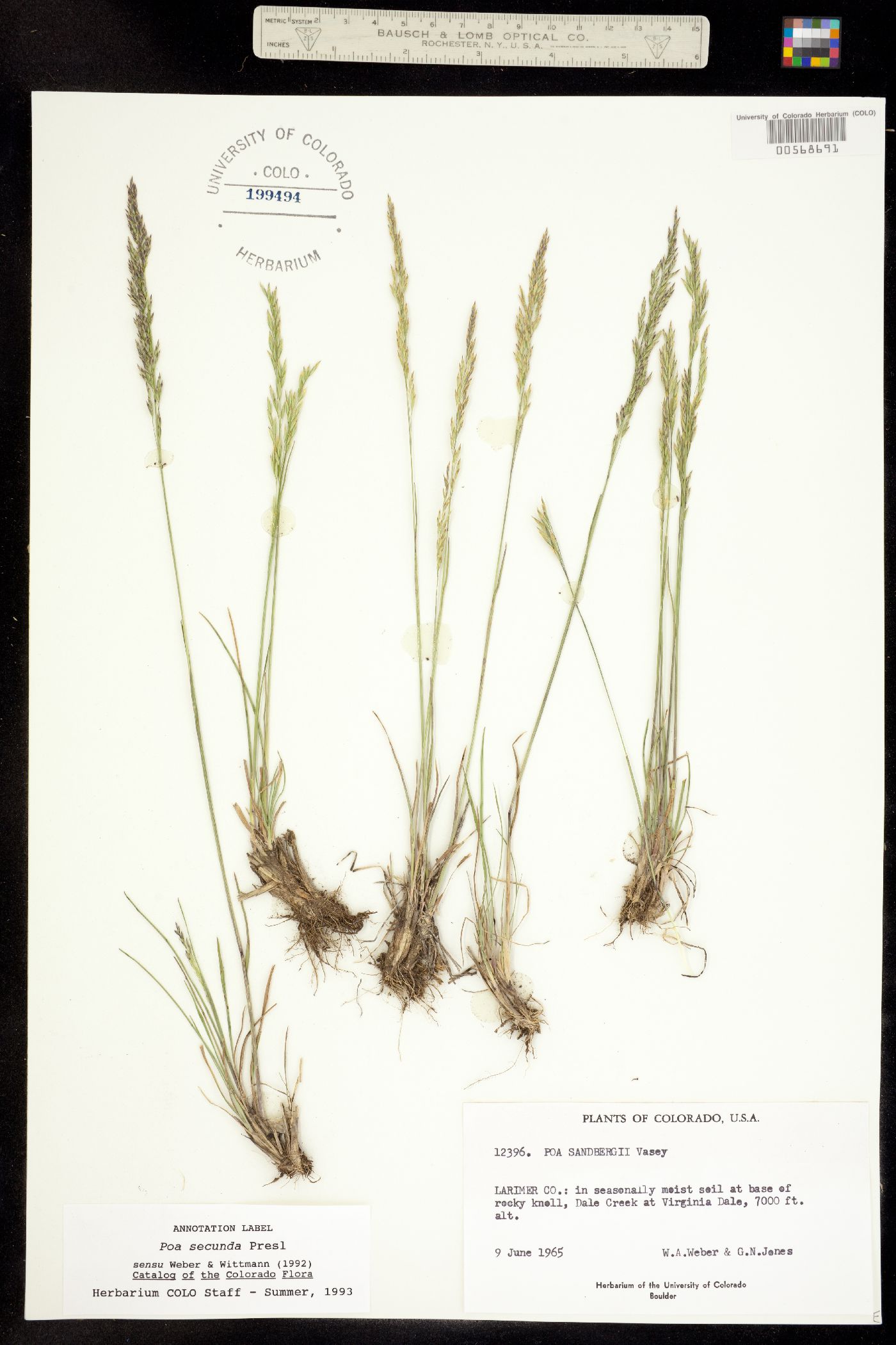 Poa secunda image