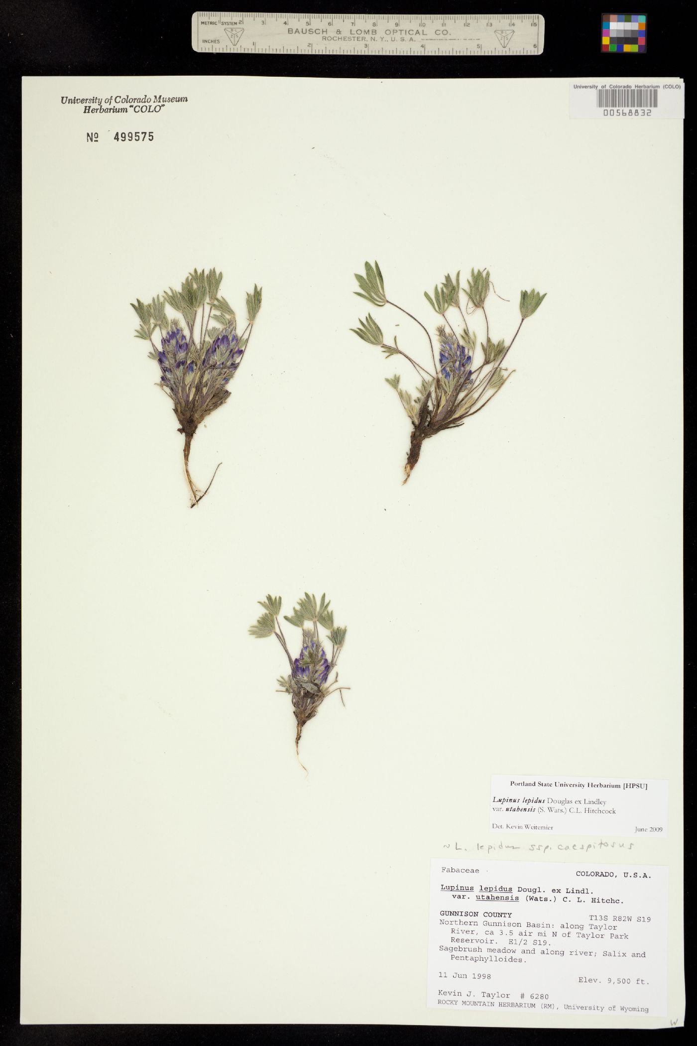 Lupinus caespitosus image