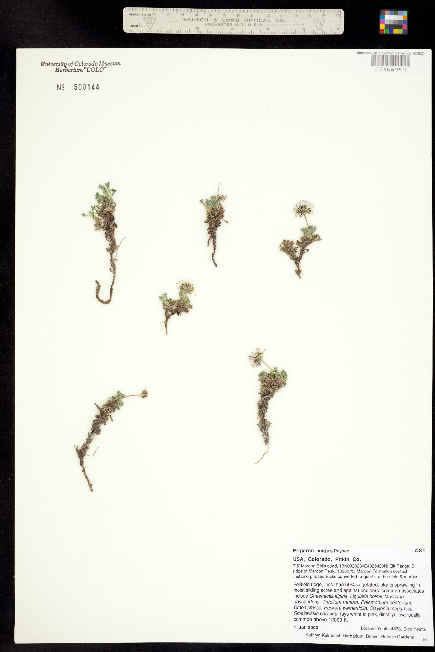 Erigeron vagus image