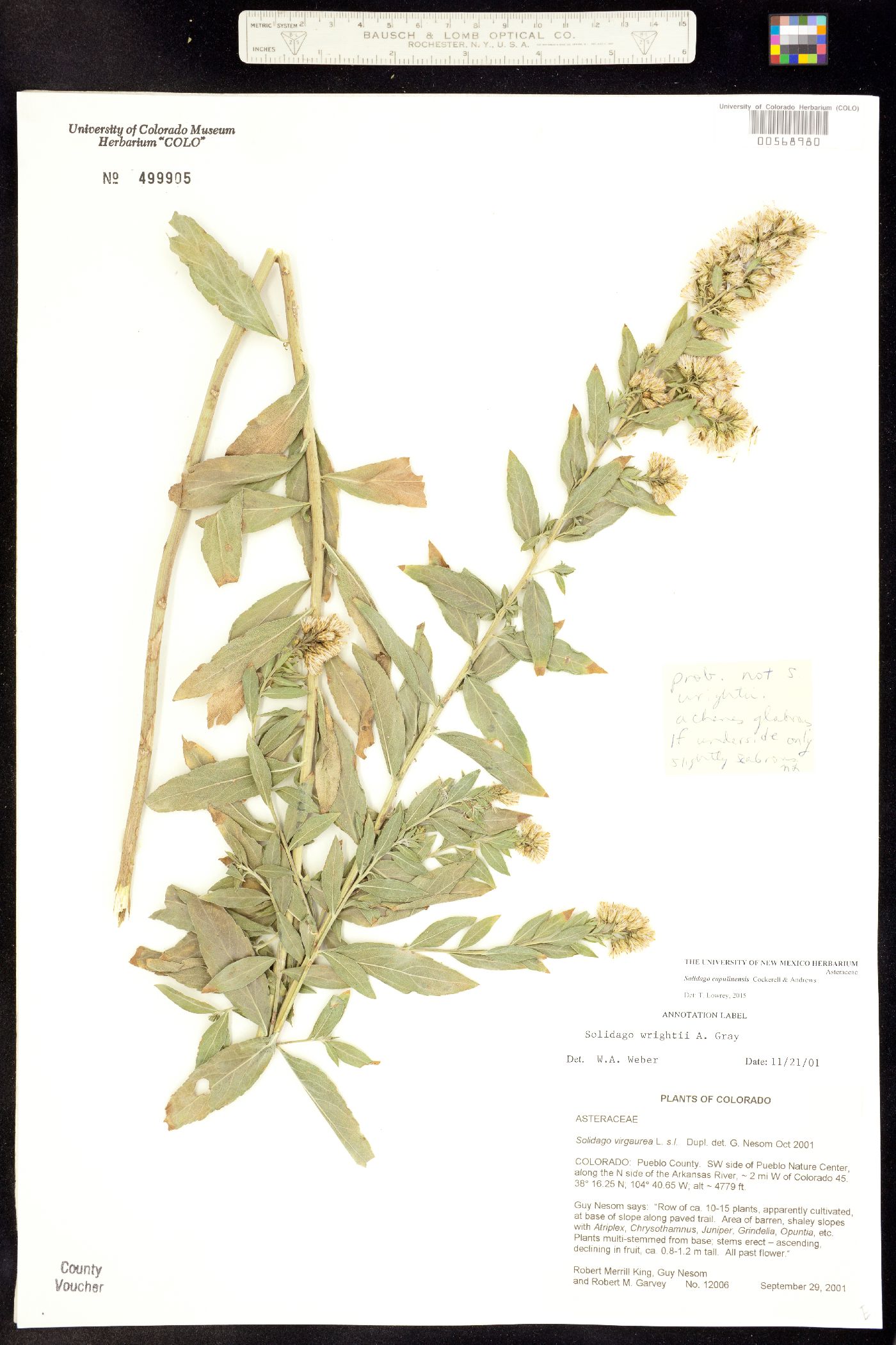 Solidago capulinensis image