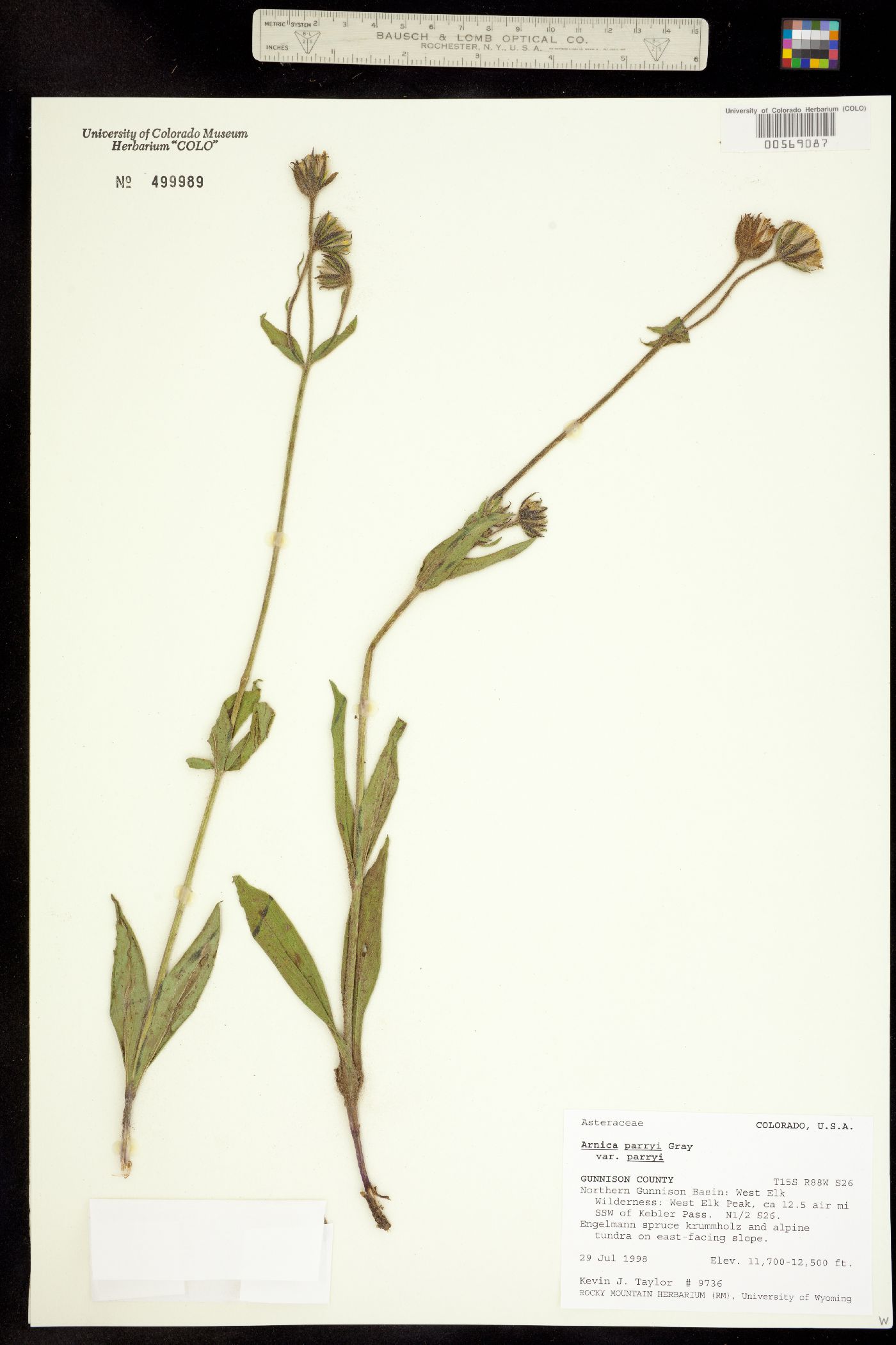 Arnica parryi image