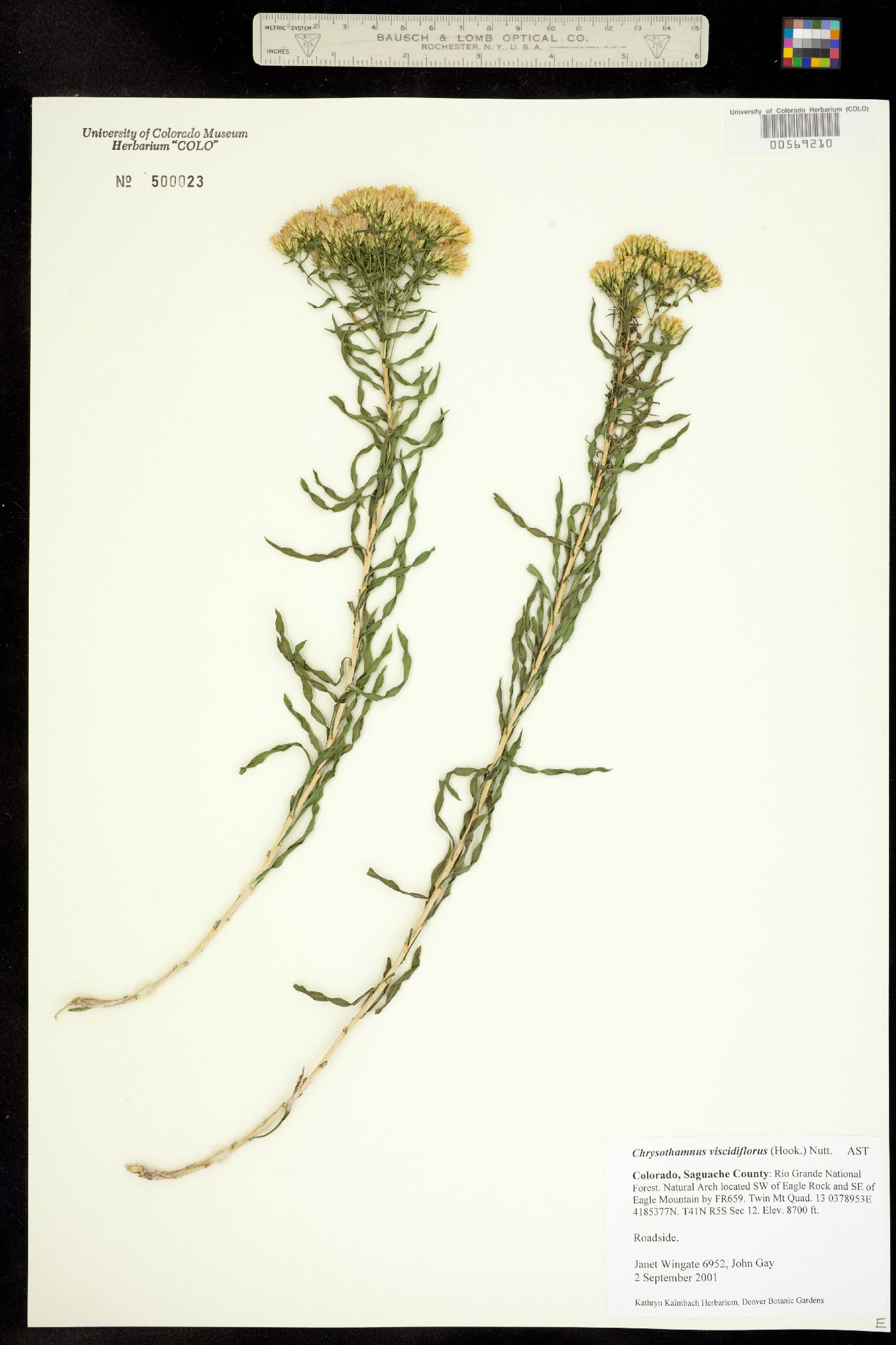 Chrysothamnus viscidiflorus image