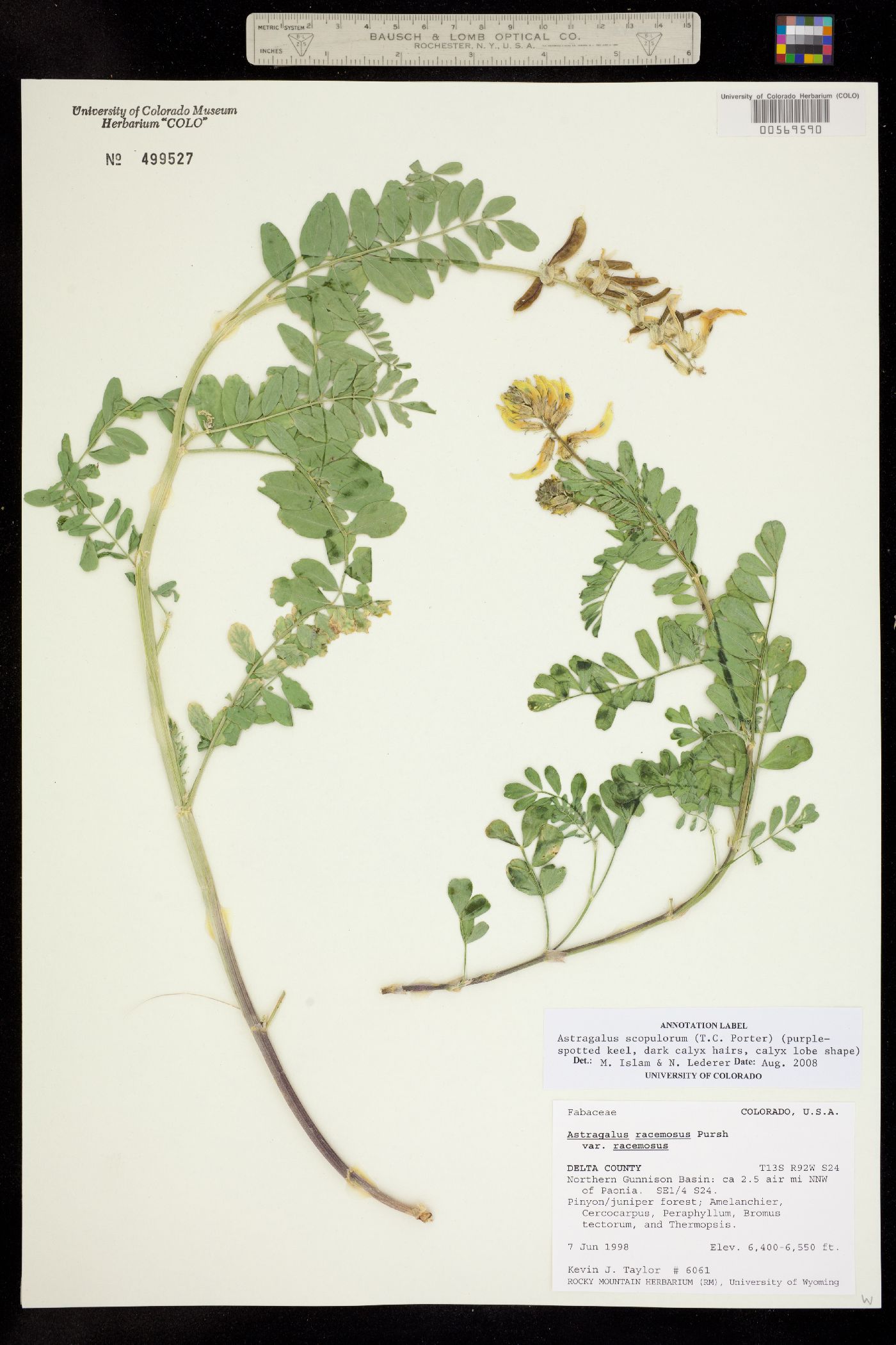 Astragalus scopulorum image