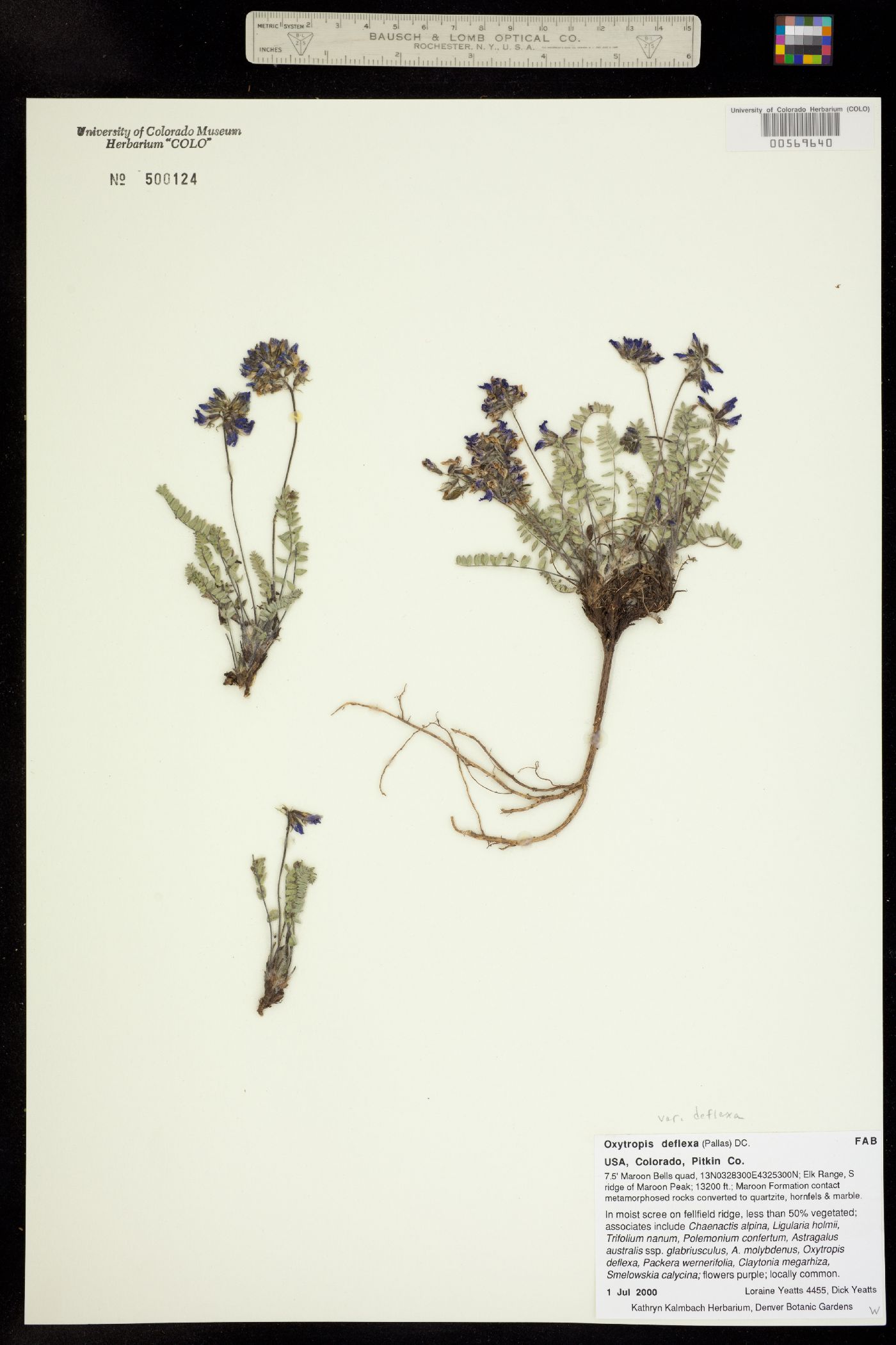 Oxytropis deflexa ssp. deflexa image