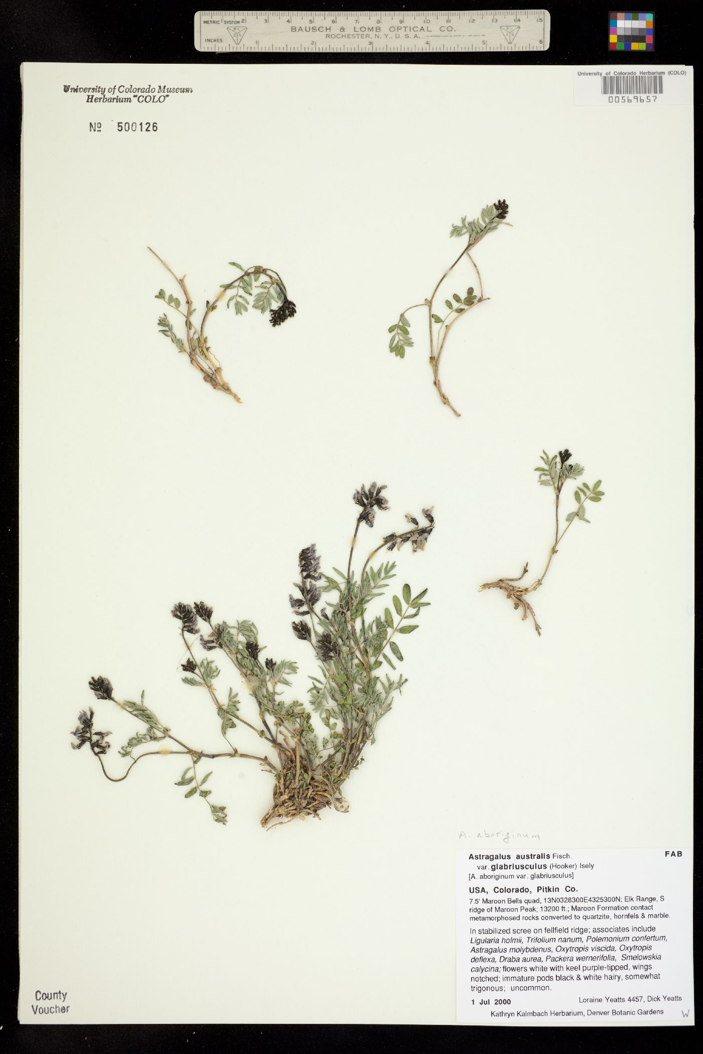 Astragalus aboriginum image