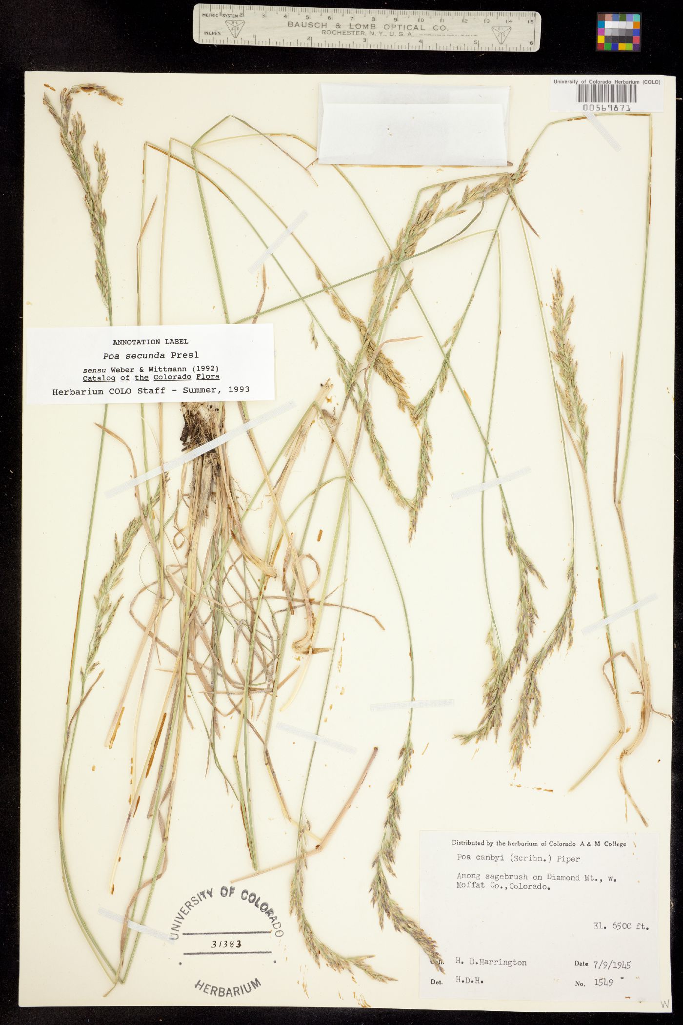 Poa secunda image
