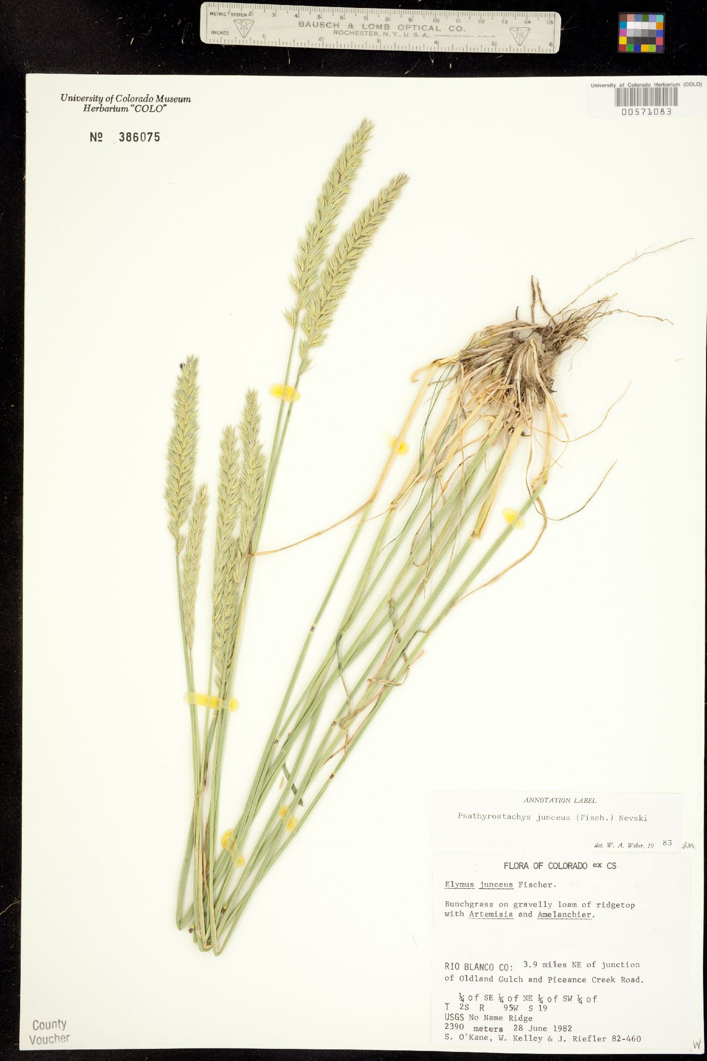 Psathyrostachys juncea image