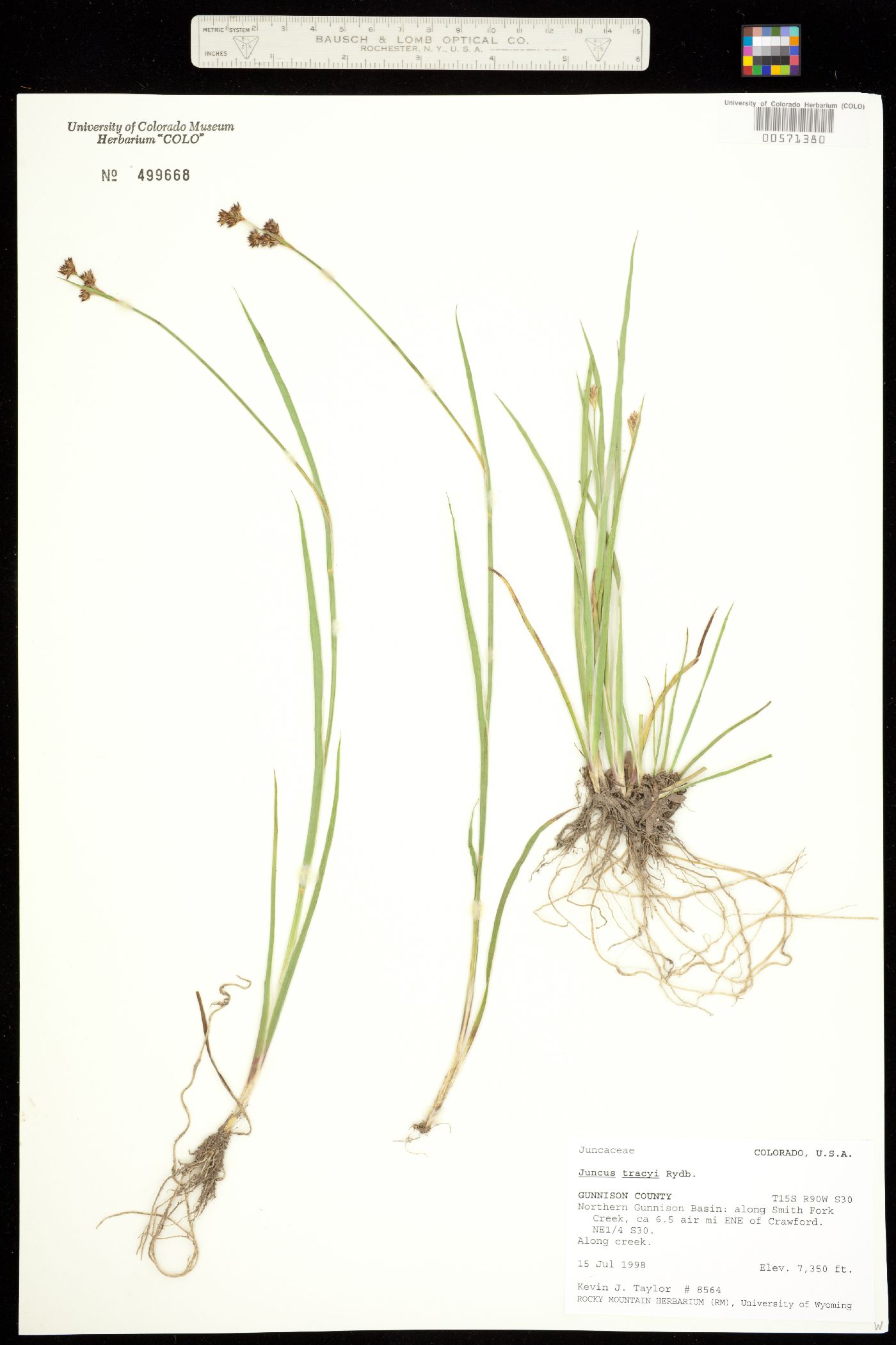 Juncus saximontanus image