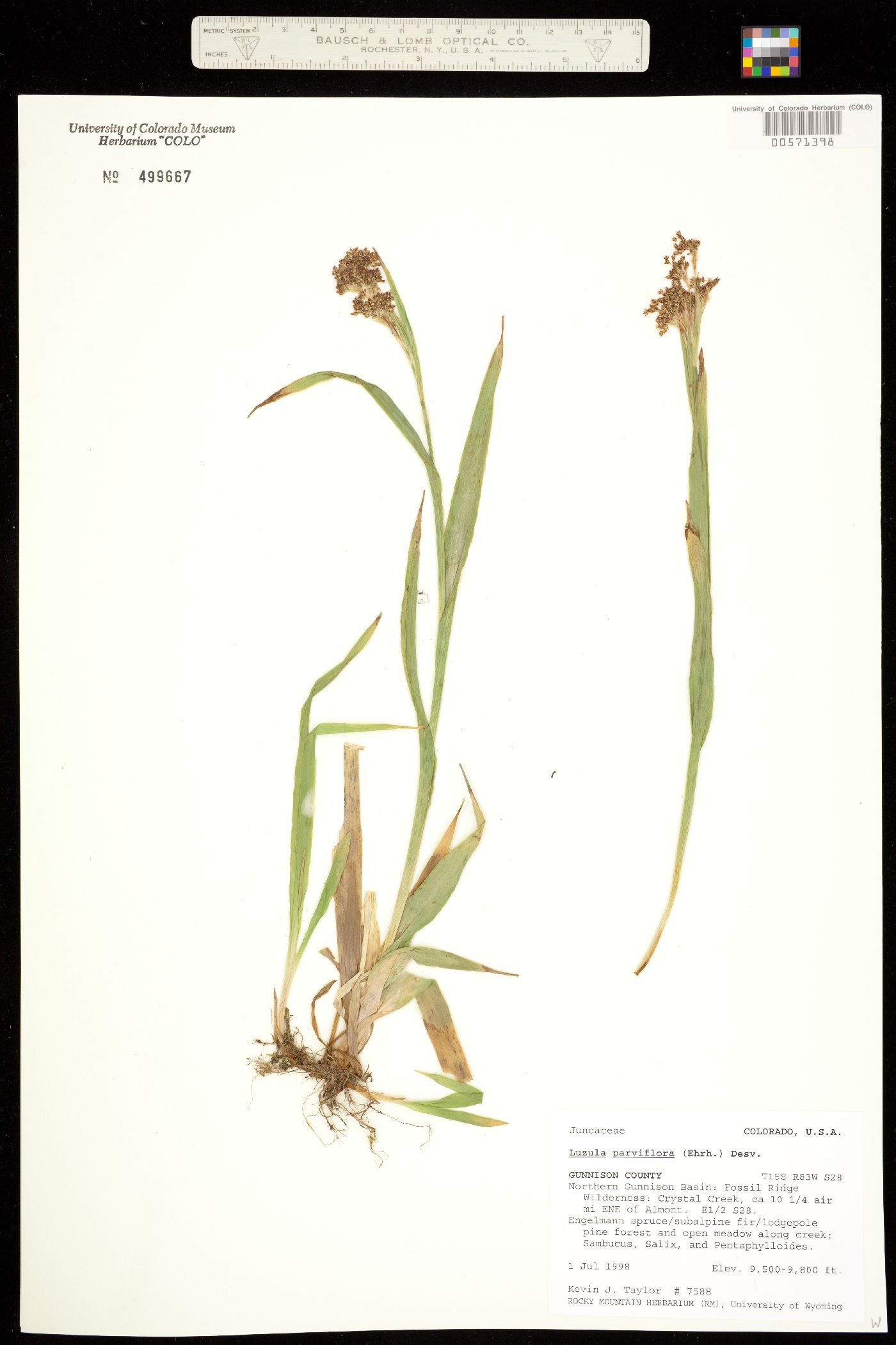 Luzula parviflora image