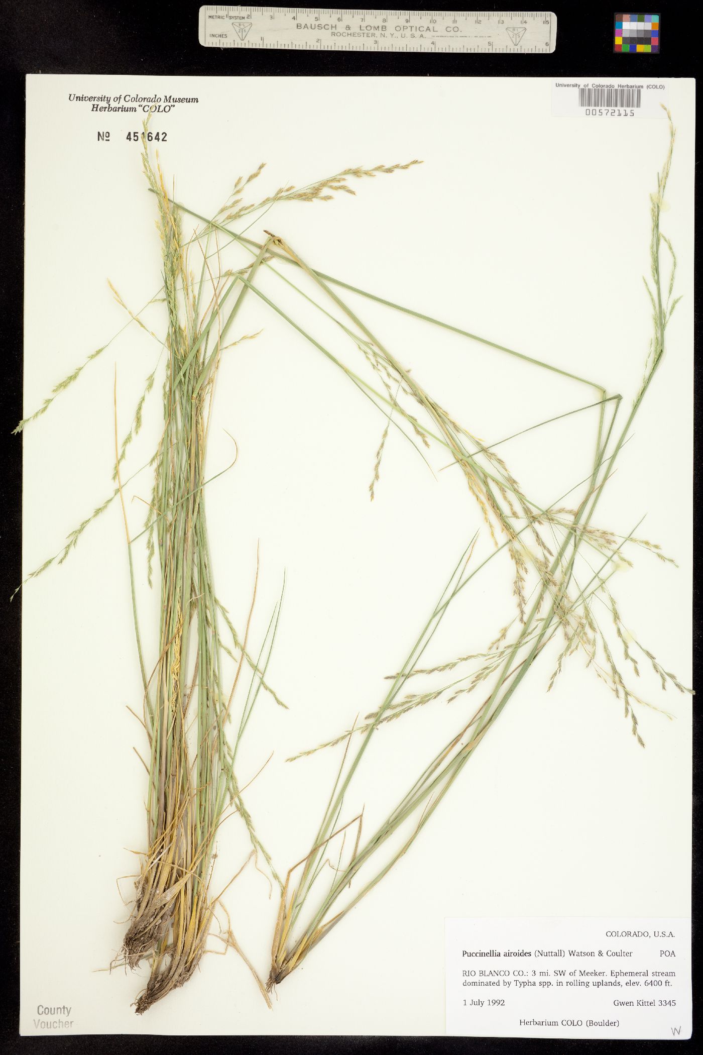Puccinellia nuttalliana image
