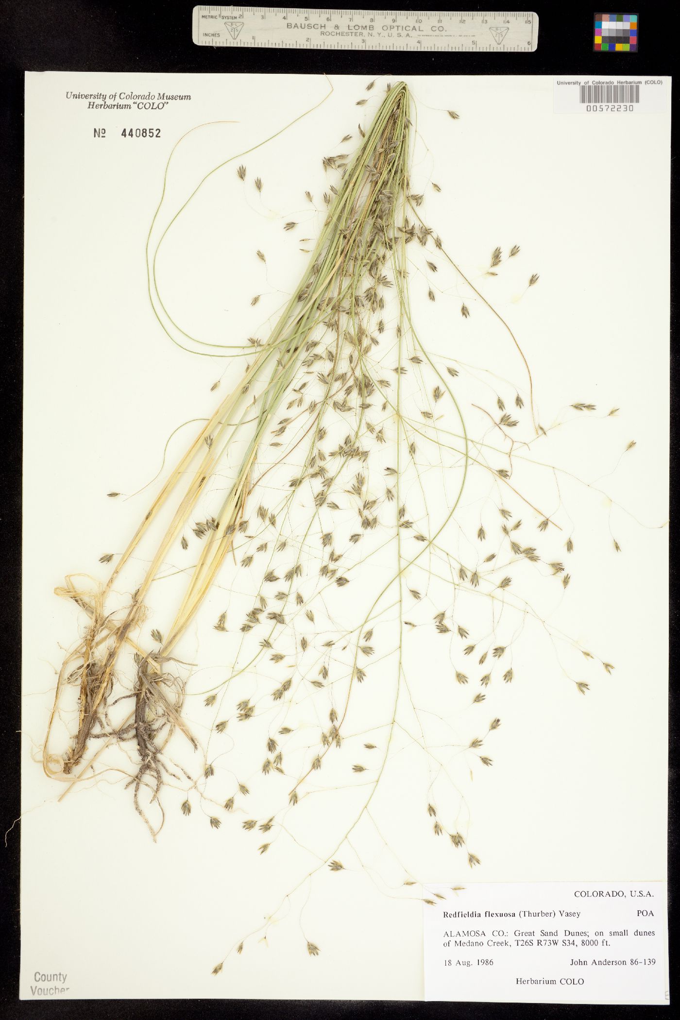 Muhlenbergia multiflora image