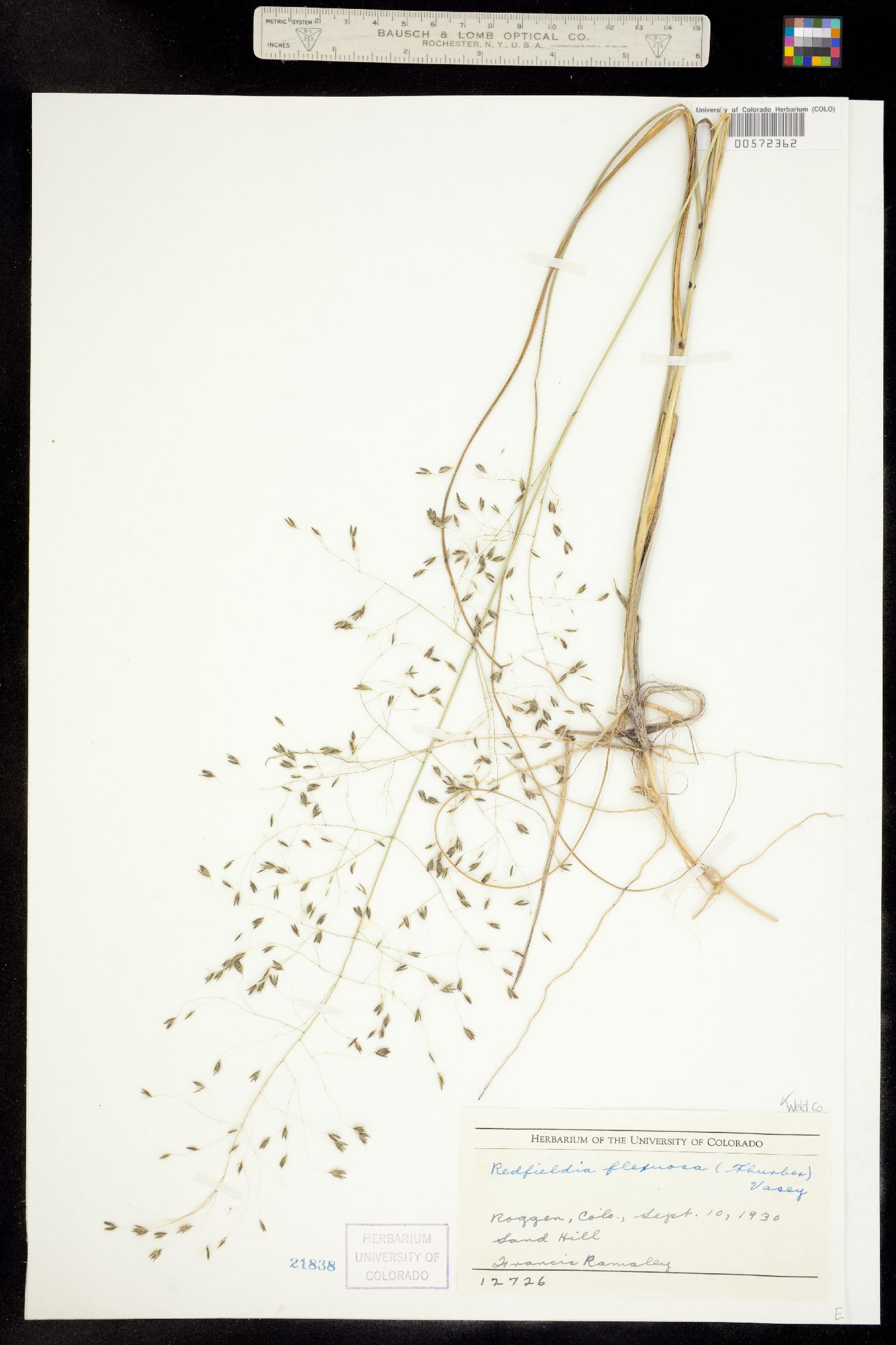 Muhlenbergia multiflora image