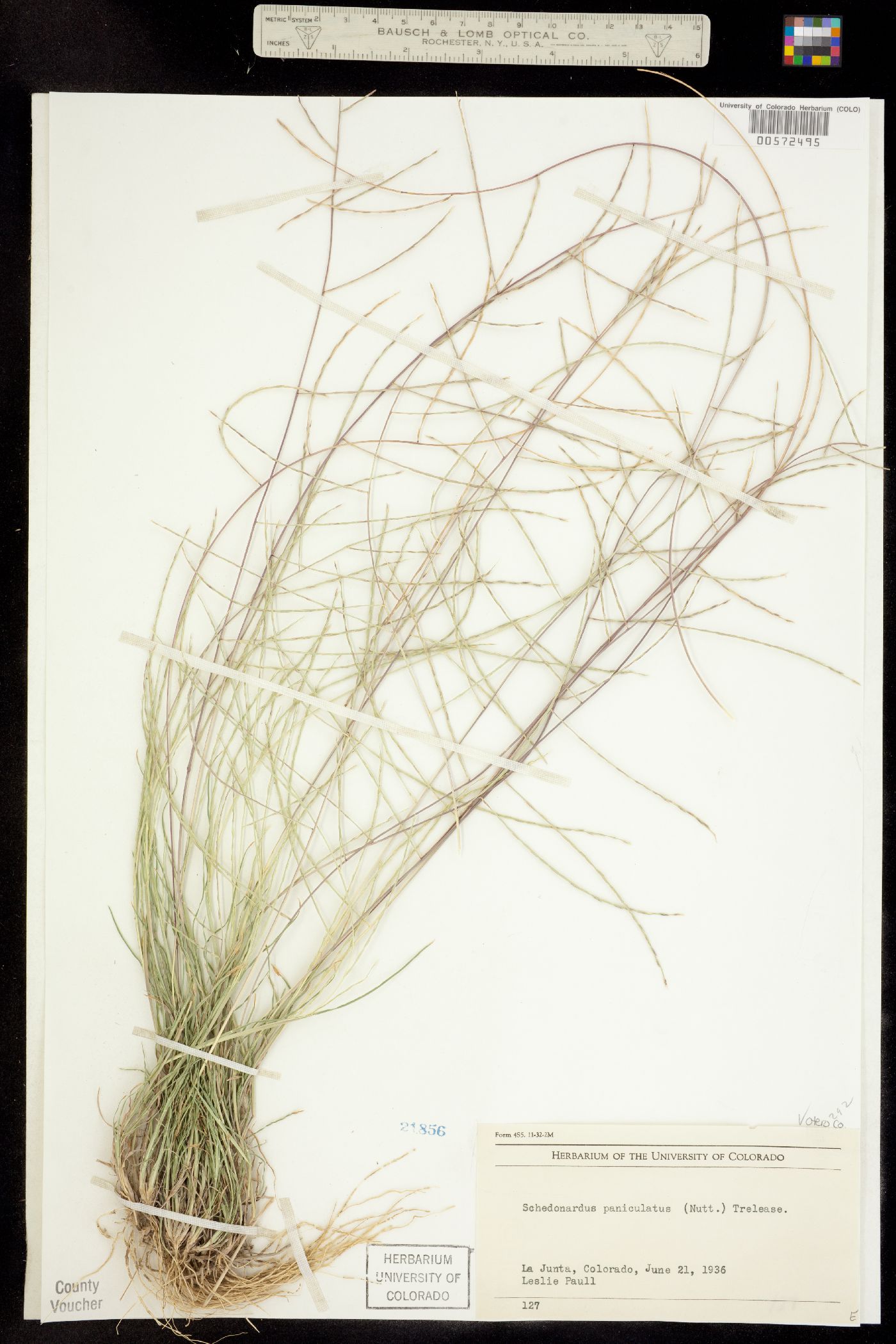 Schedonnardus image
