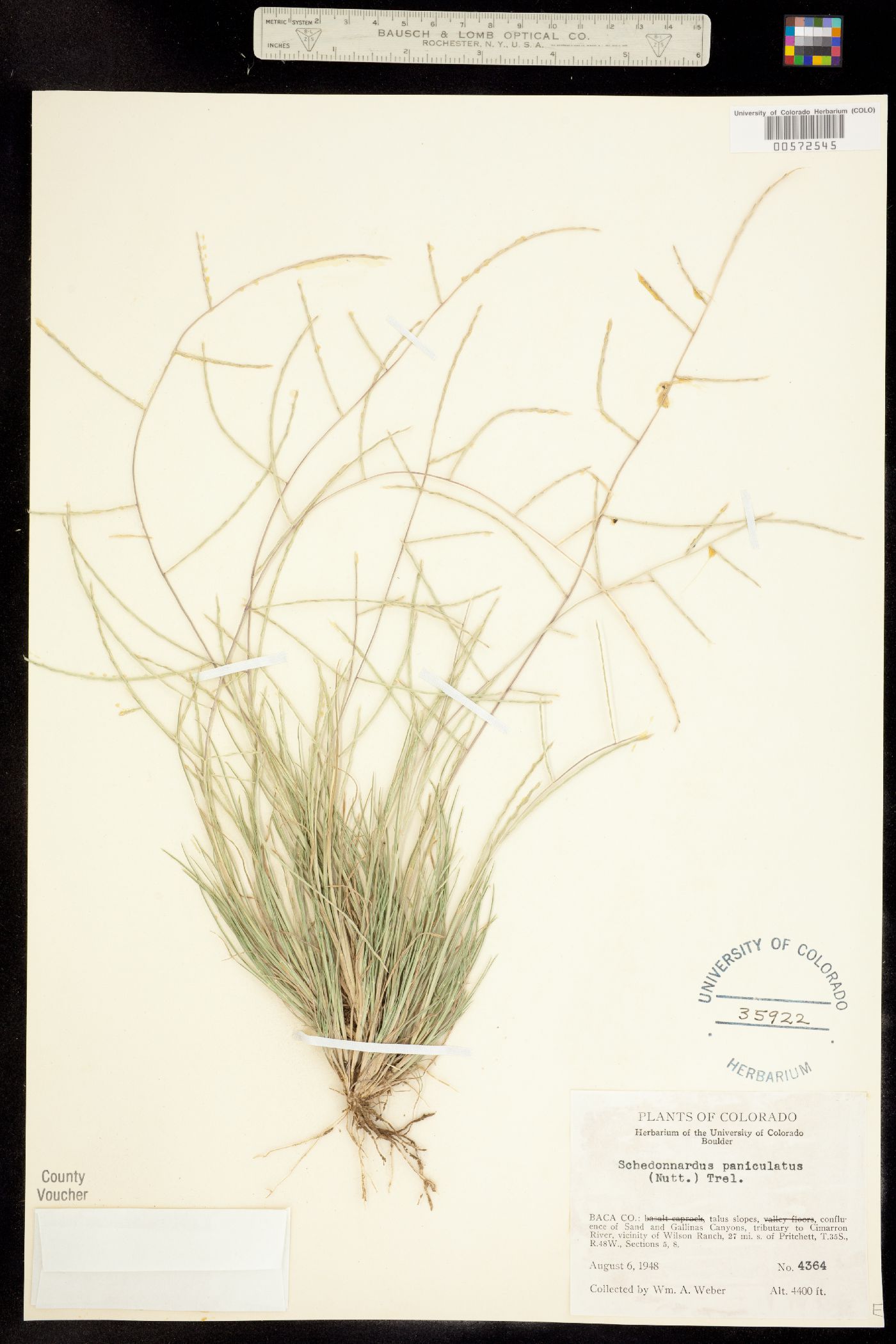 Schedonnardus image