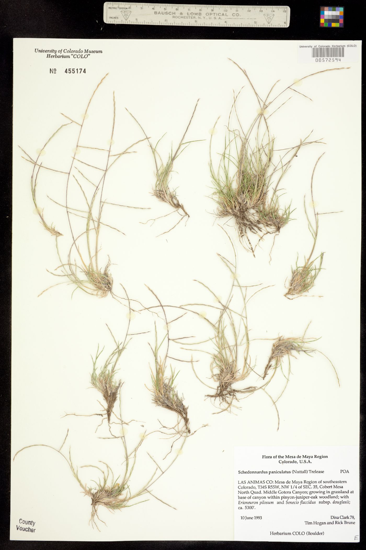 Muhlenbergia paniculata image