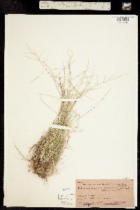 Muhlenbergia paniculata image