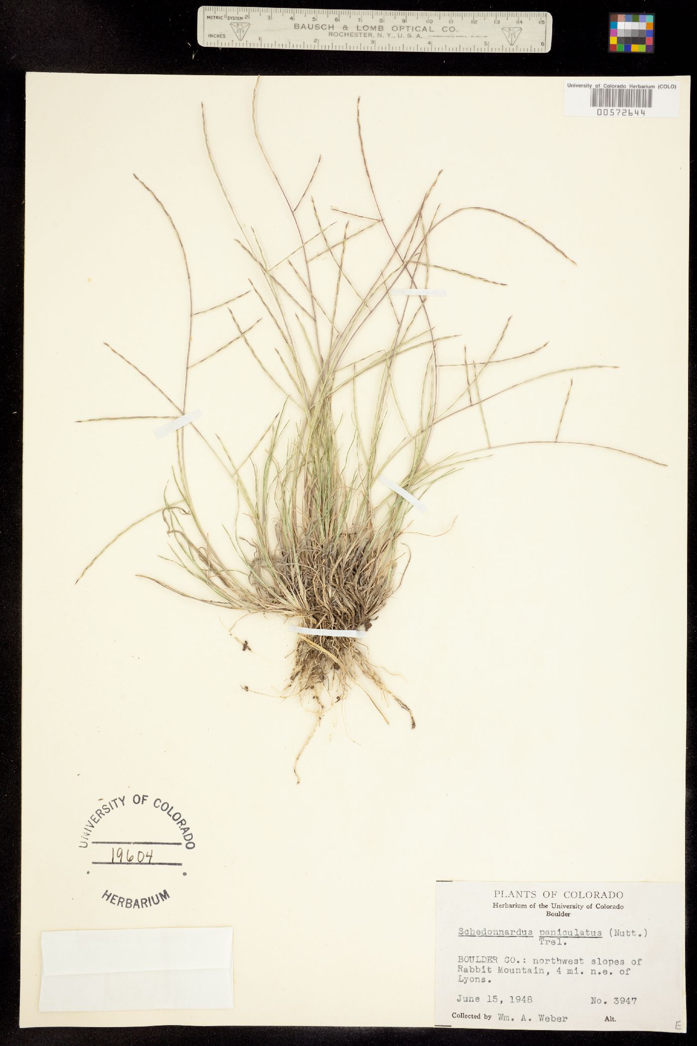 Muhlenbergia paniculata image