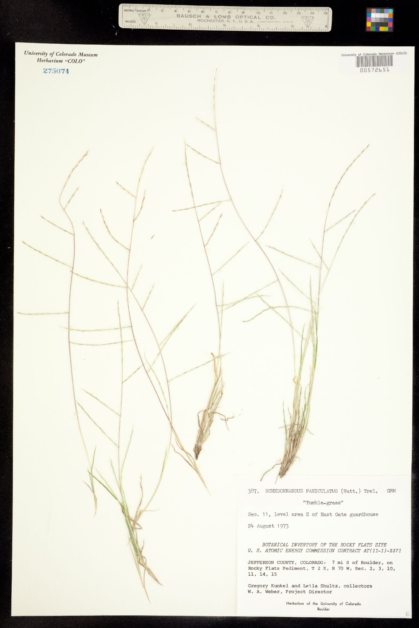 Muhlenbergia image