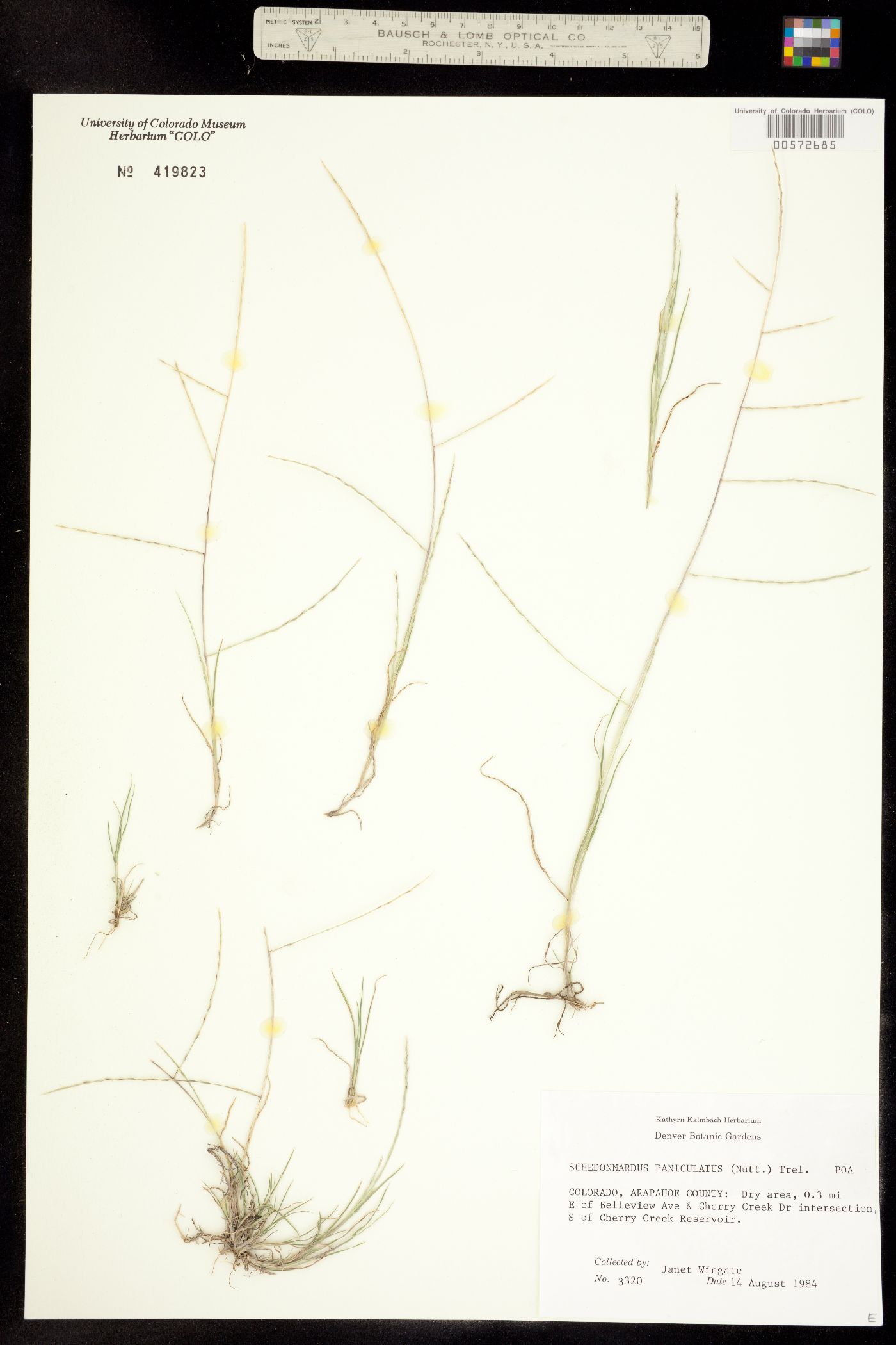 Muhlenbergia paniculata image