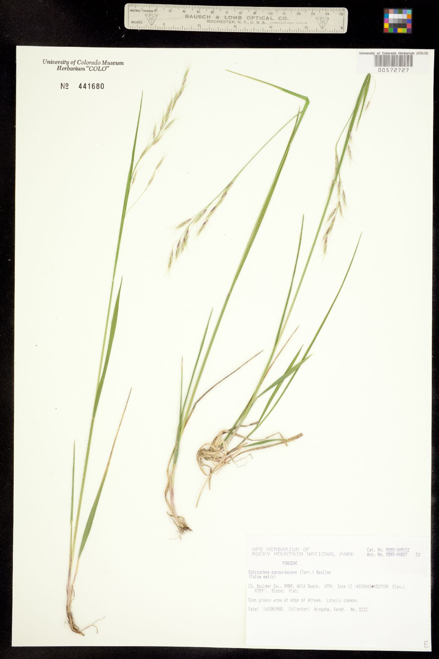 Schizachne purpurascens image