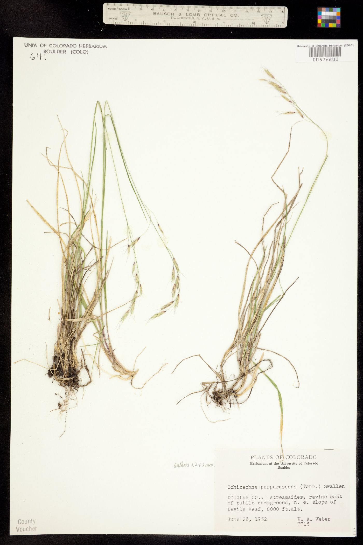 Schizachne purpurascens image