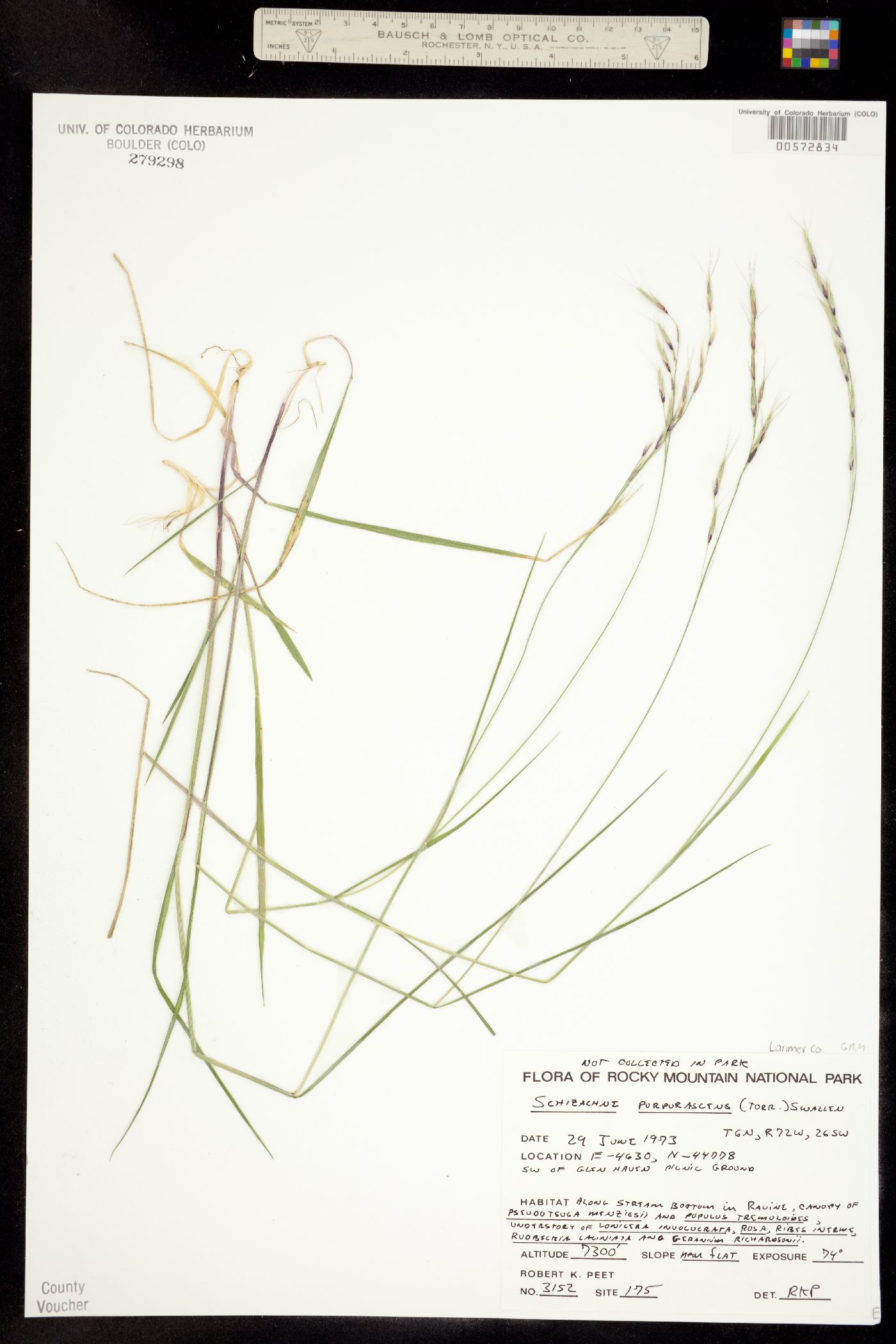 Schizachne purpurascens image