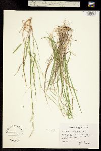 Schizachne purpurascens image