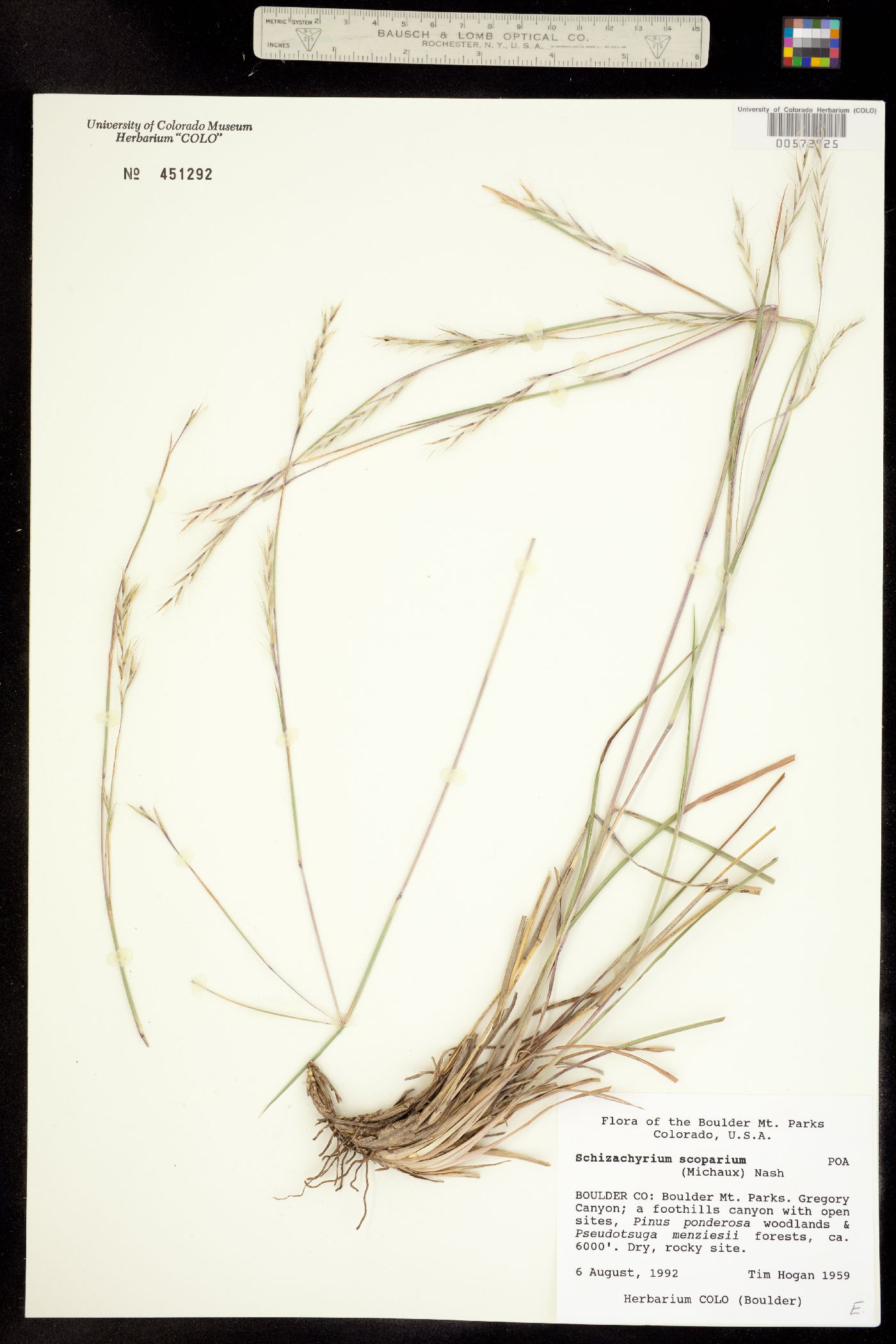 Schizachyrium scoparium image
