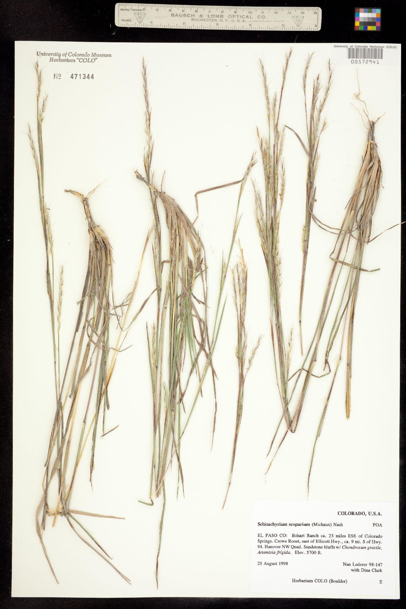 Schizachyrium scoparium image