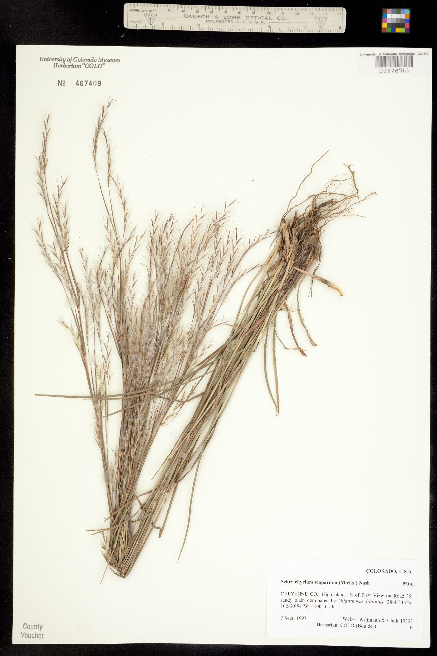 Schizachyrium scoparium image