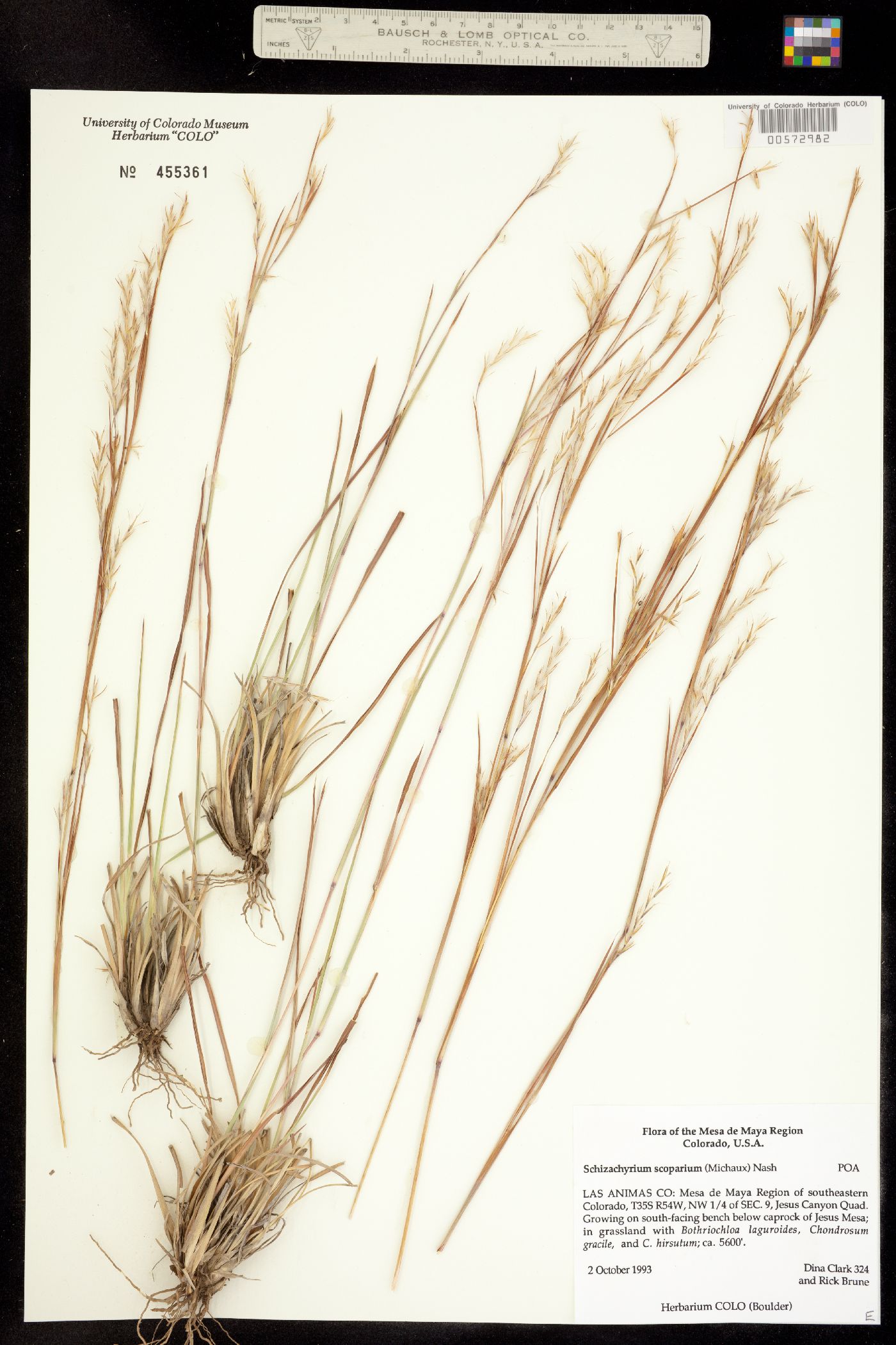 Schizachyrium scoparium image