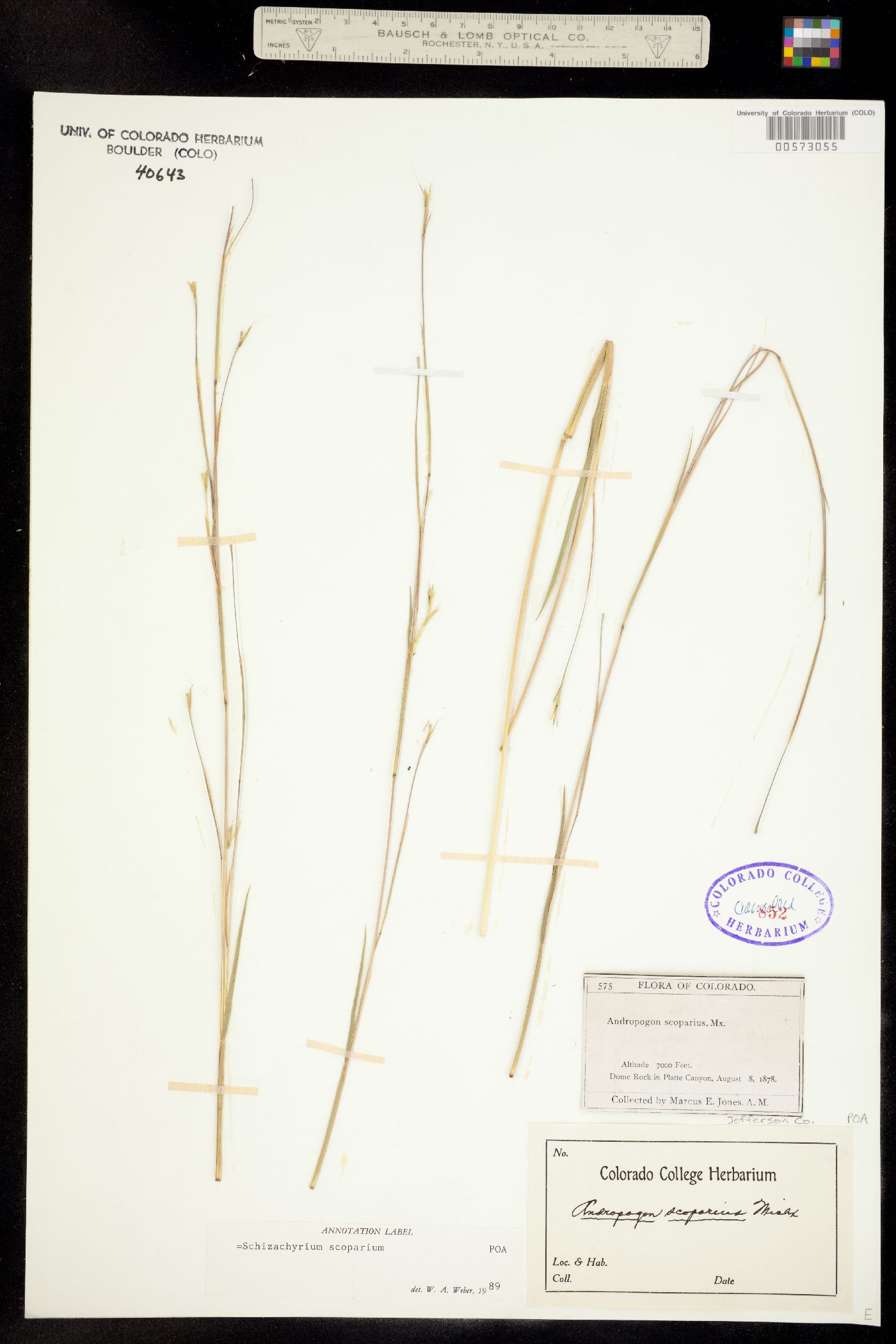 Schizachyrium scoparium image
