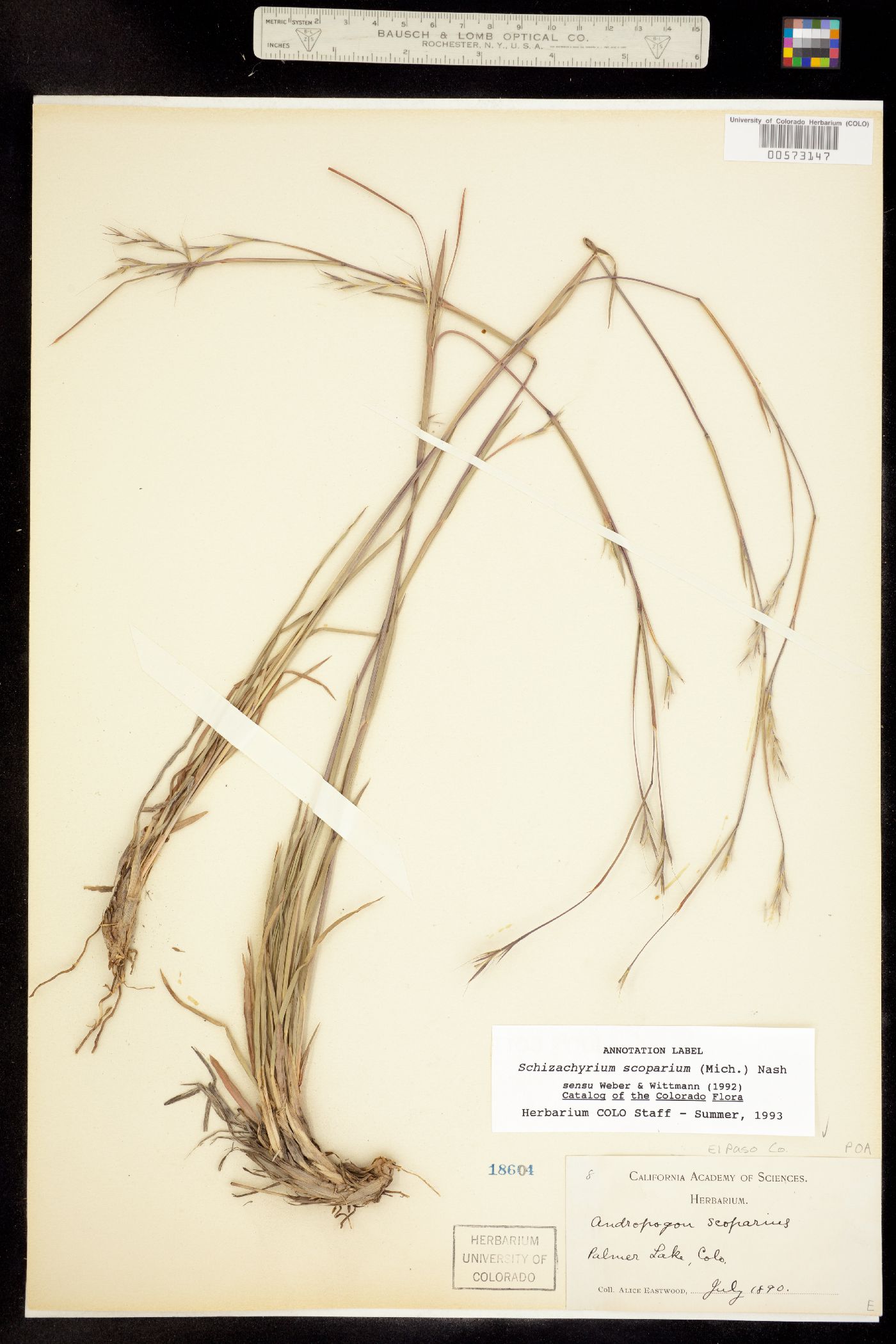 Schizachyrium scoparium image